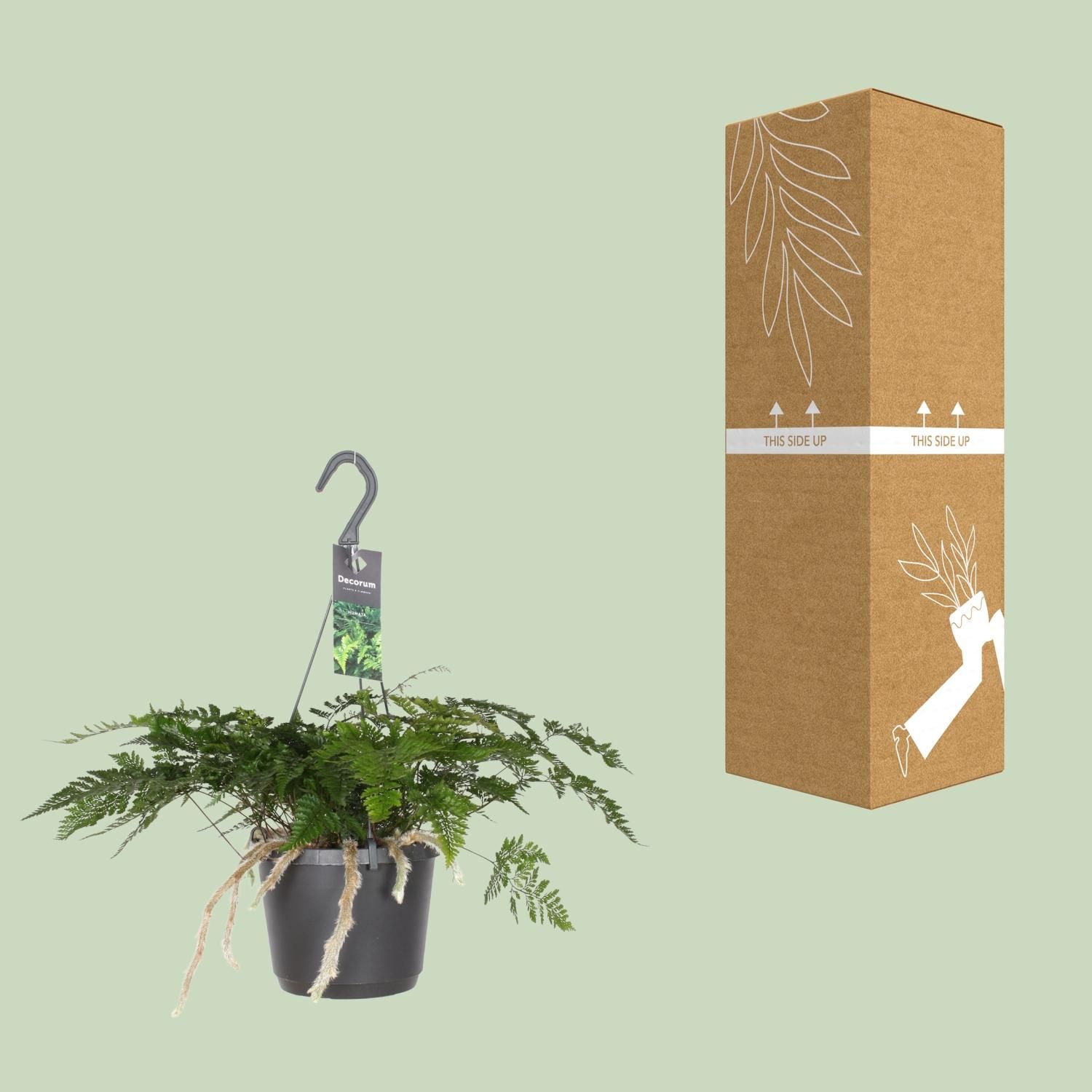 Humata Tyermannii | Ø 17cm | ↕ 20cm | Pflegeleicht