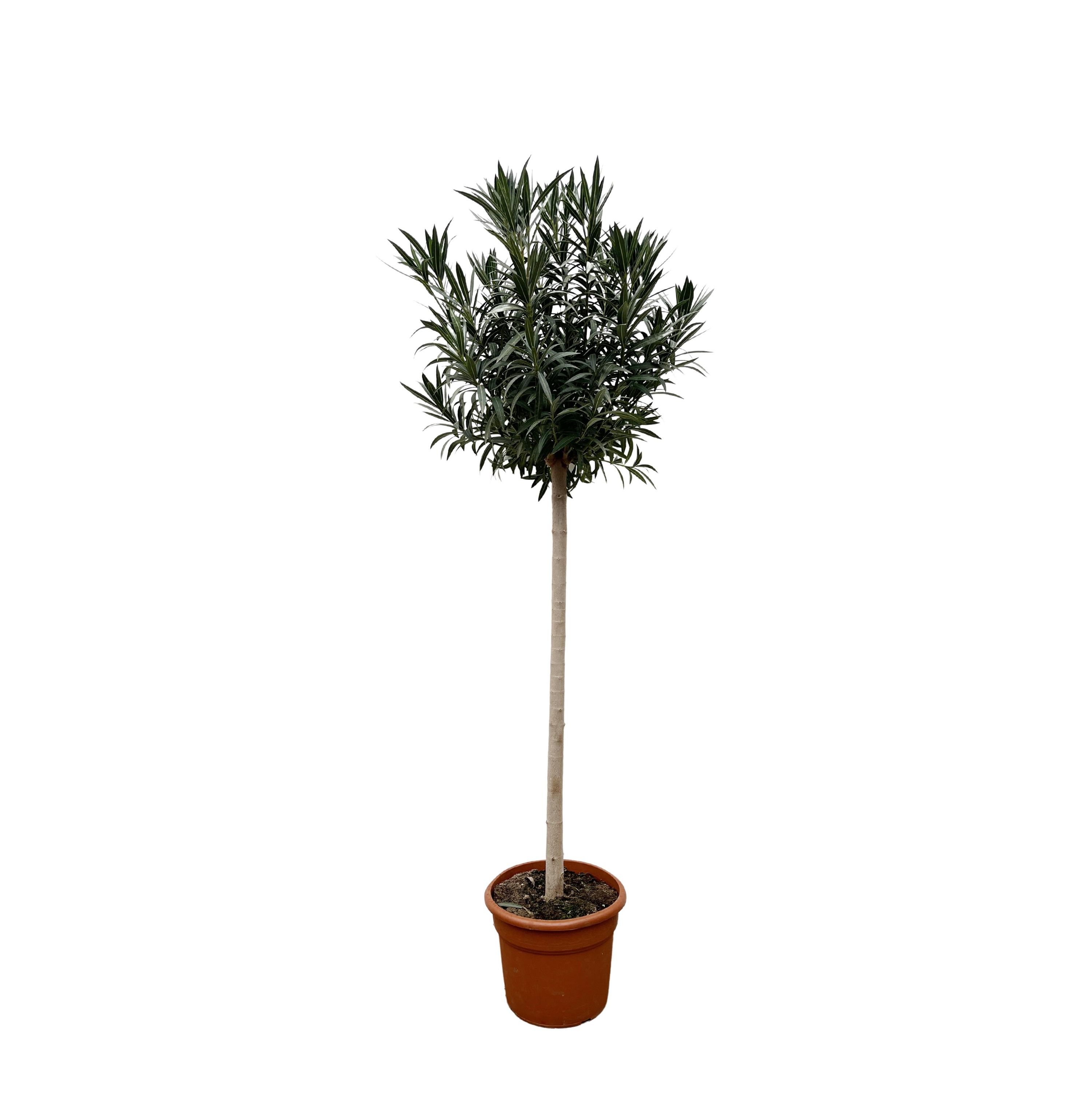 Nerium Oleander mit rosafarbenen Blüten