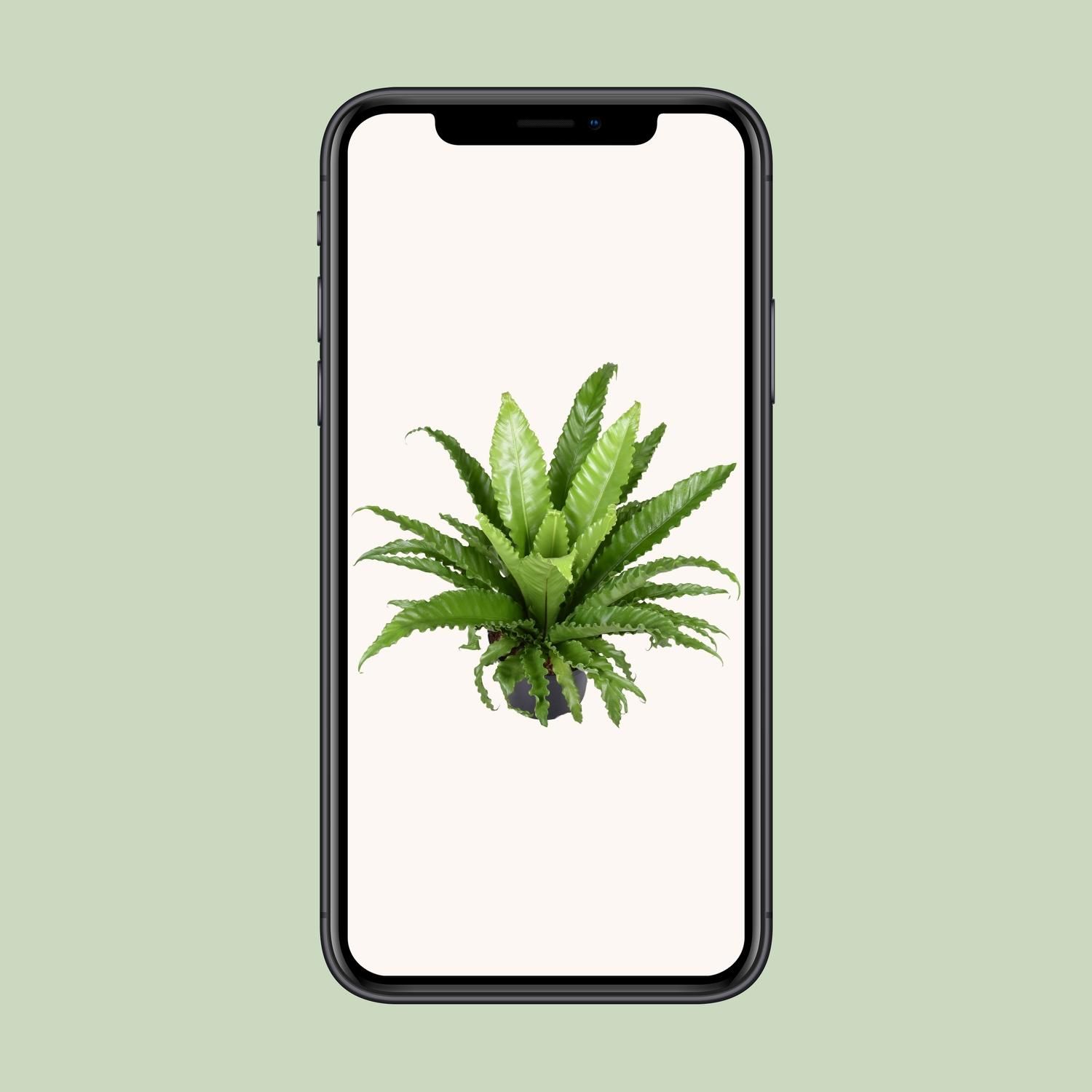 Asplenium Antiquum Osaka Zimmerfarn