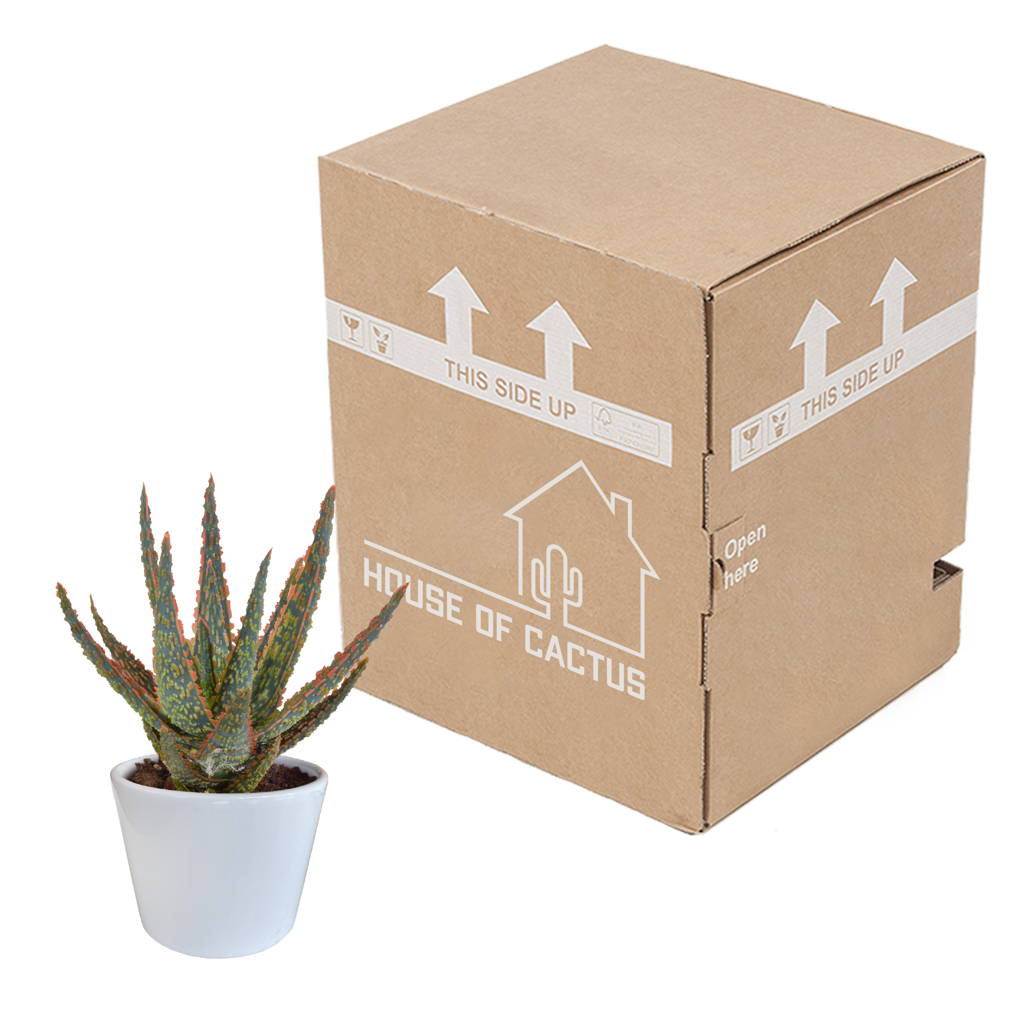 Aloe Zebrina Zimmerpflanze im weißen Topf