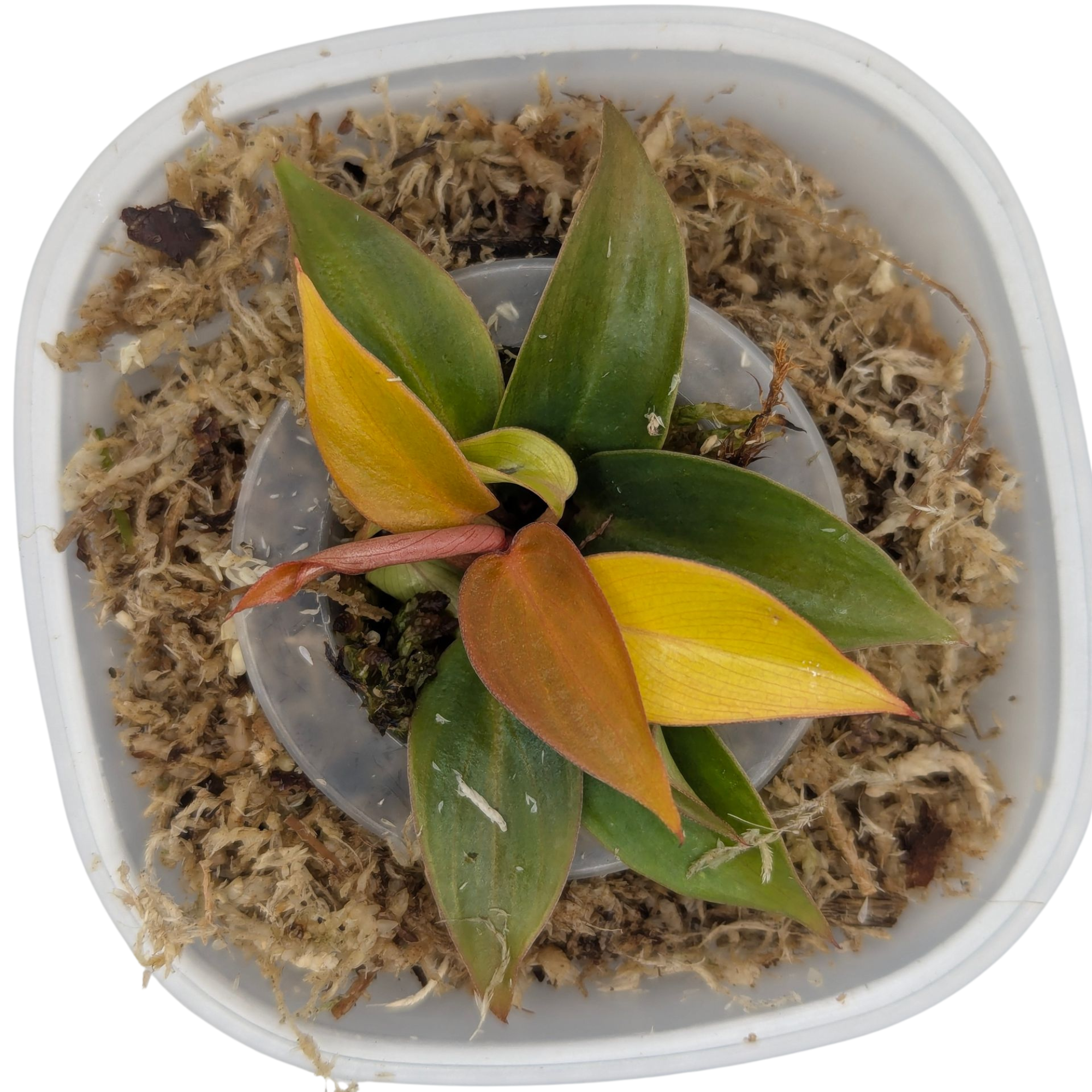 Philodendron erubescens Sun Red + selbstbewässernder Übertopf