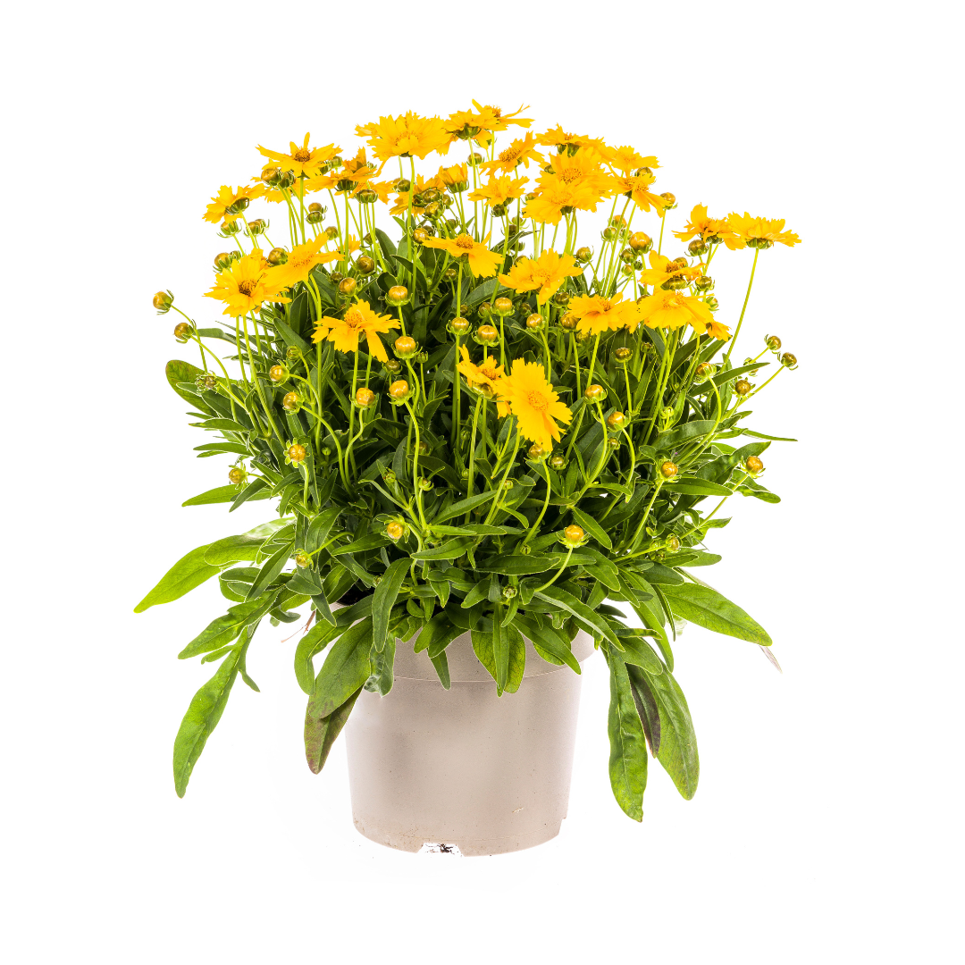Coreopsis Grandiflora – Ø19cm Topf – 50-60cm Höhe