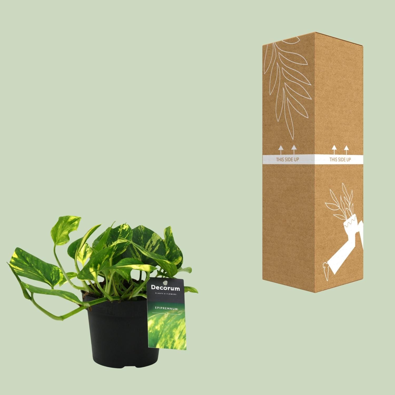 Scindapsus N'joy Gold Zimmerpflanze