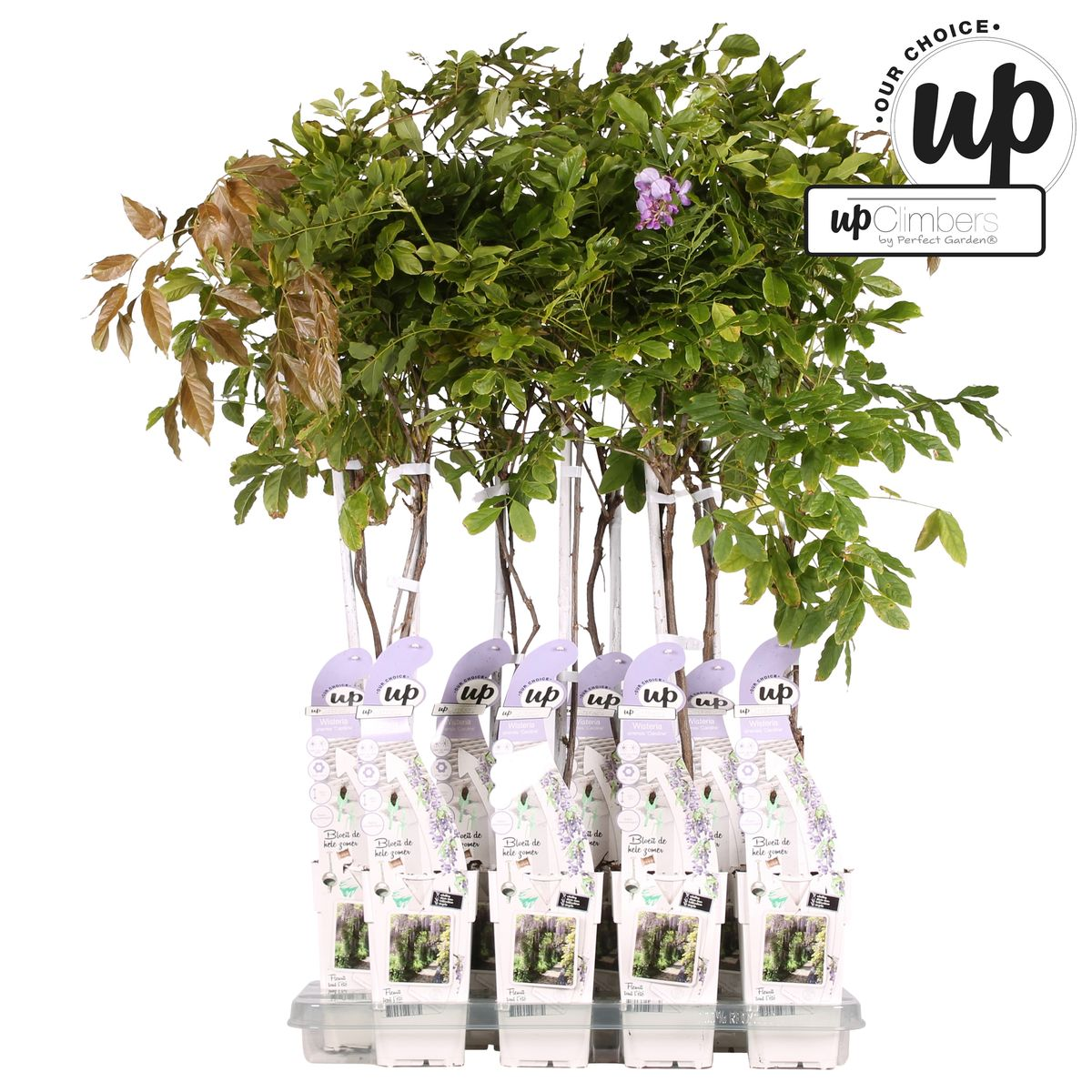 Wisteria sinensis Caroline Kletterpflanze mit purpurnen Blüten