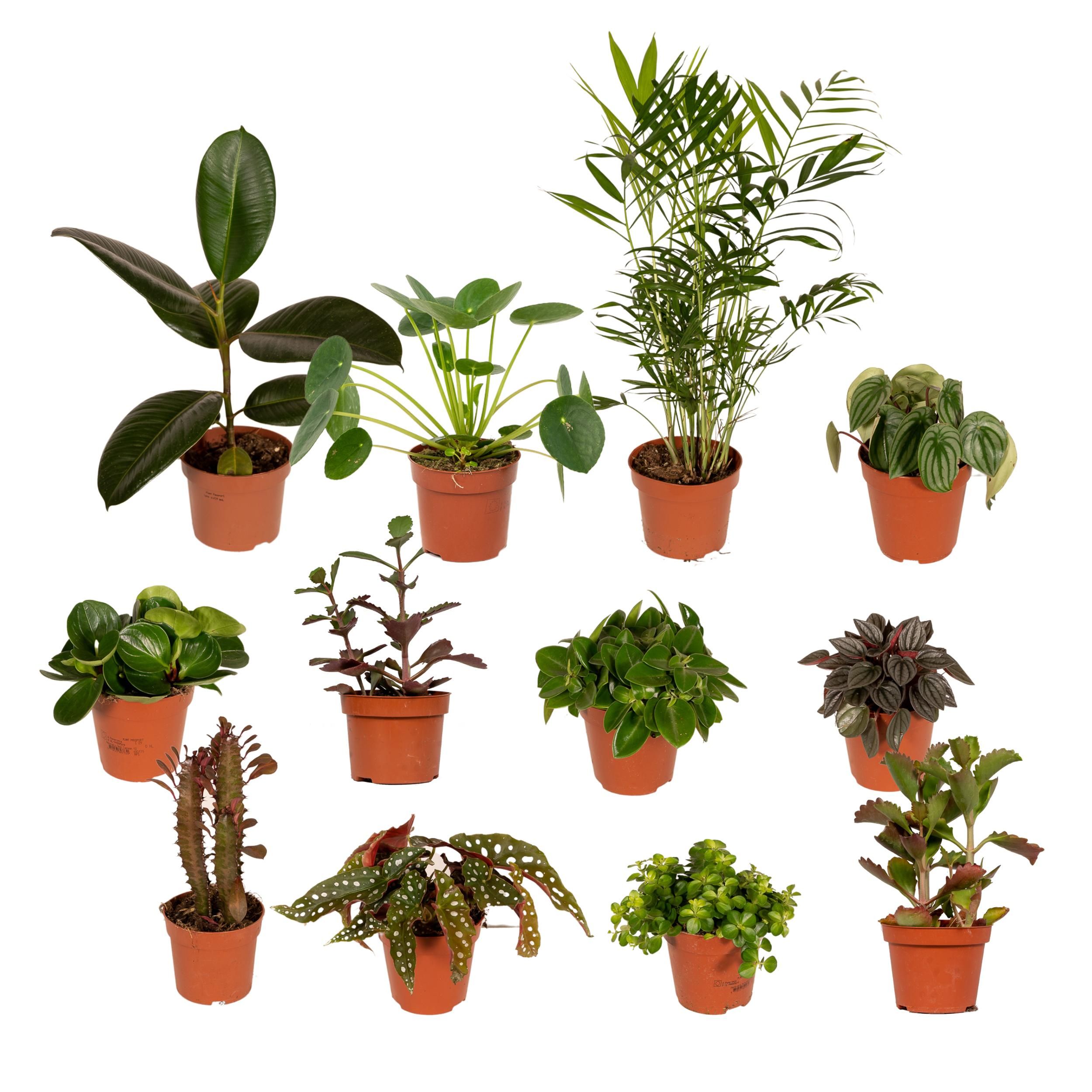 Außenseiterbox Pflanzenmix in Ø12cm Topf