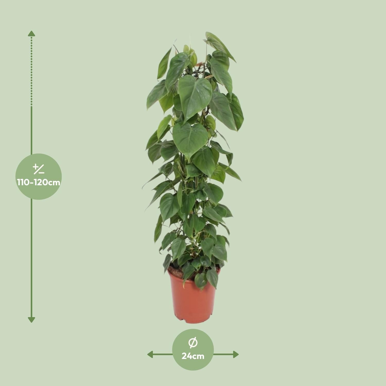 Philodendron Scandens Kletterpflanze