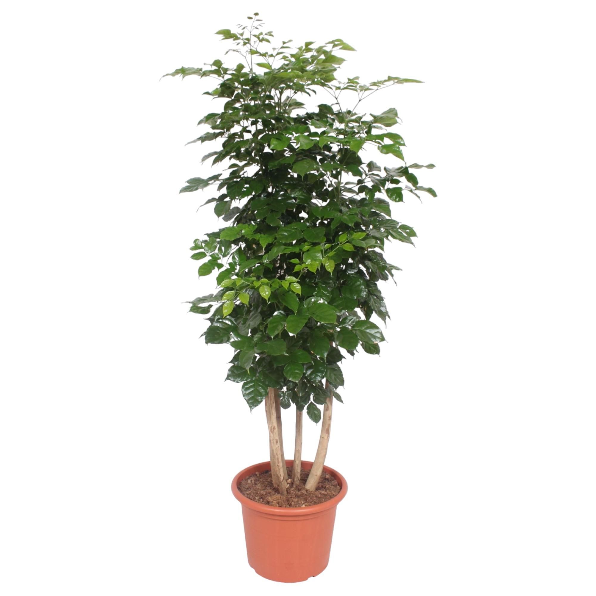Radermachera Hainanensis Zimmerpflanze elegant
