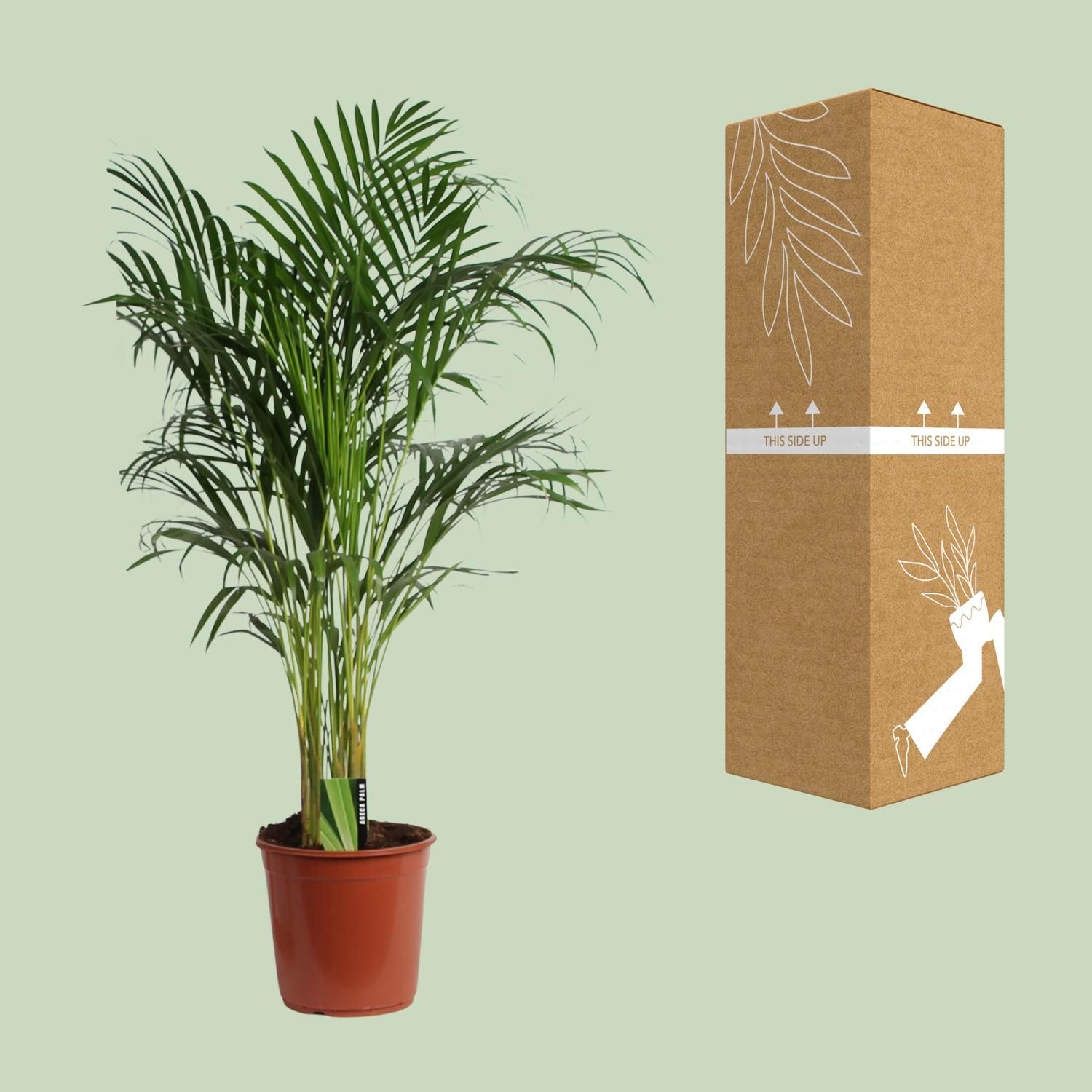 Areca Palme Dypsis Lutescens