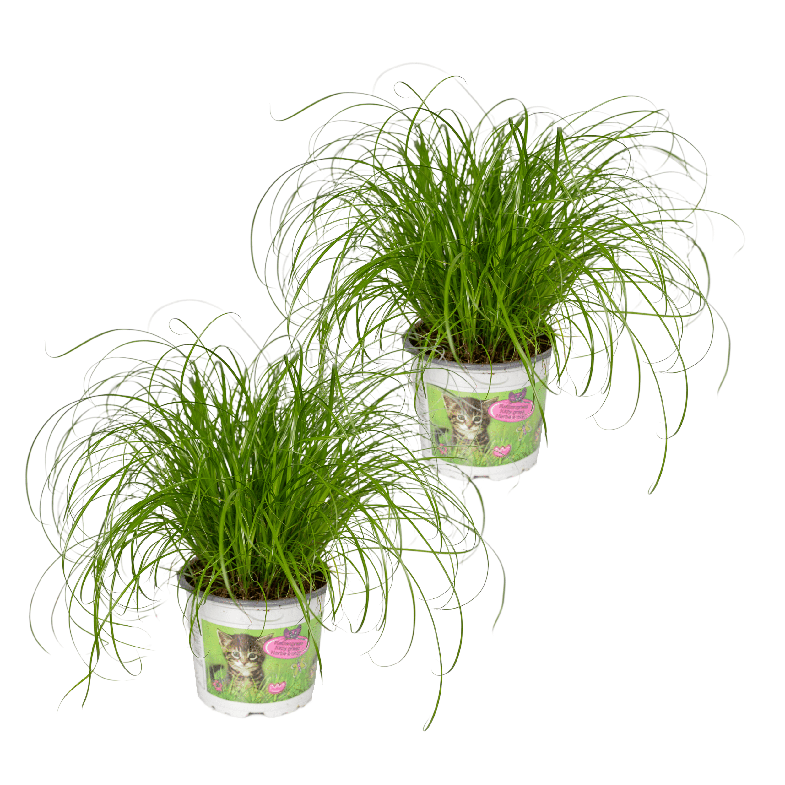 Cyperus Alternifolius Katzengras Zimmerpflanze