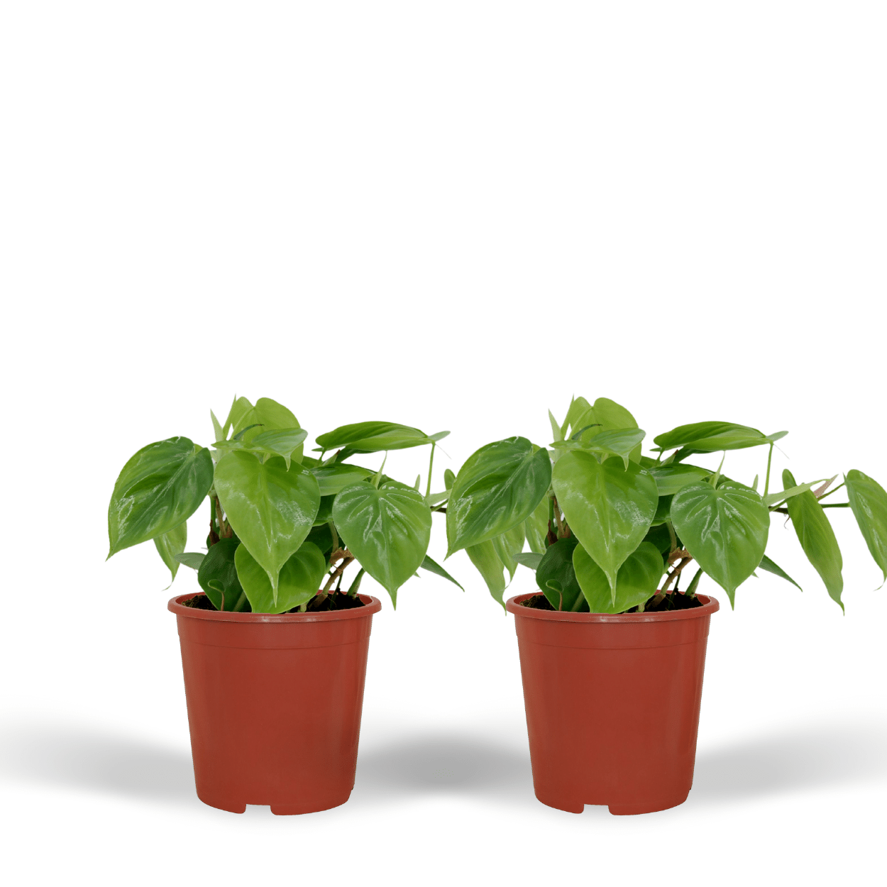 Philodendron Scandens hängende Zimmerpflanze