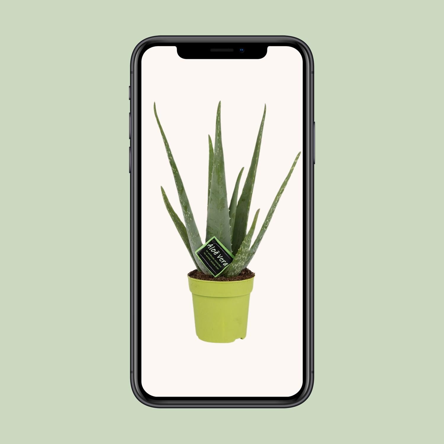 Aloe Vera - Pflegeleichte Sukkulente für sonnige Räume
