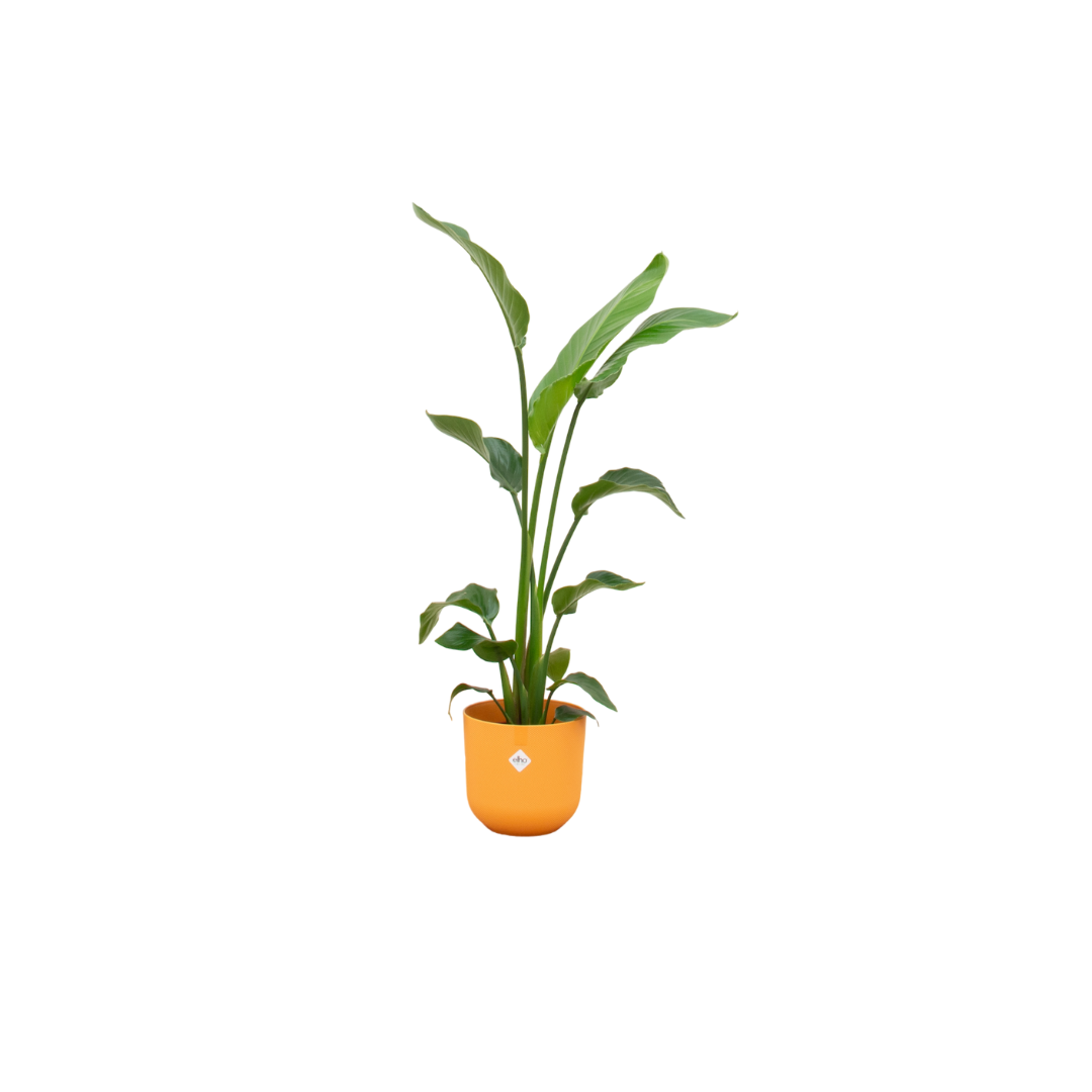 Strelitzia Nicolai Paradiesvogelpflanze mit gelbem Elho Übertopf