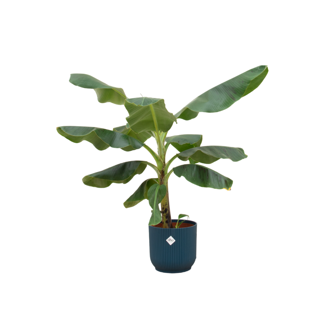 Bananenpflanze Musa im blauen Übertopf