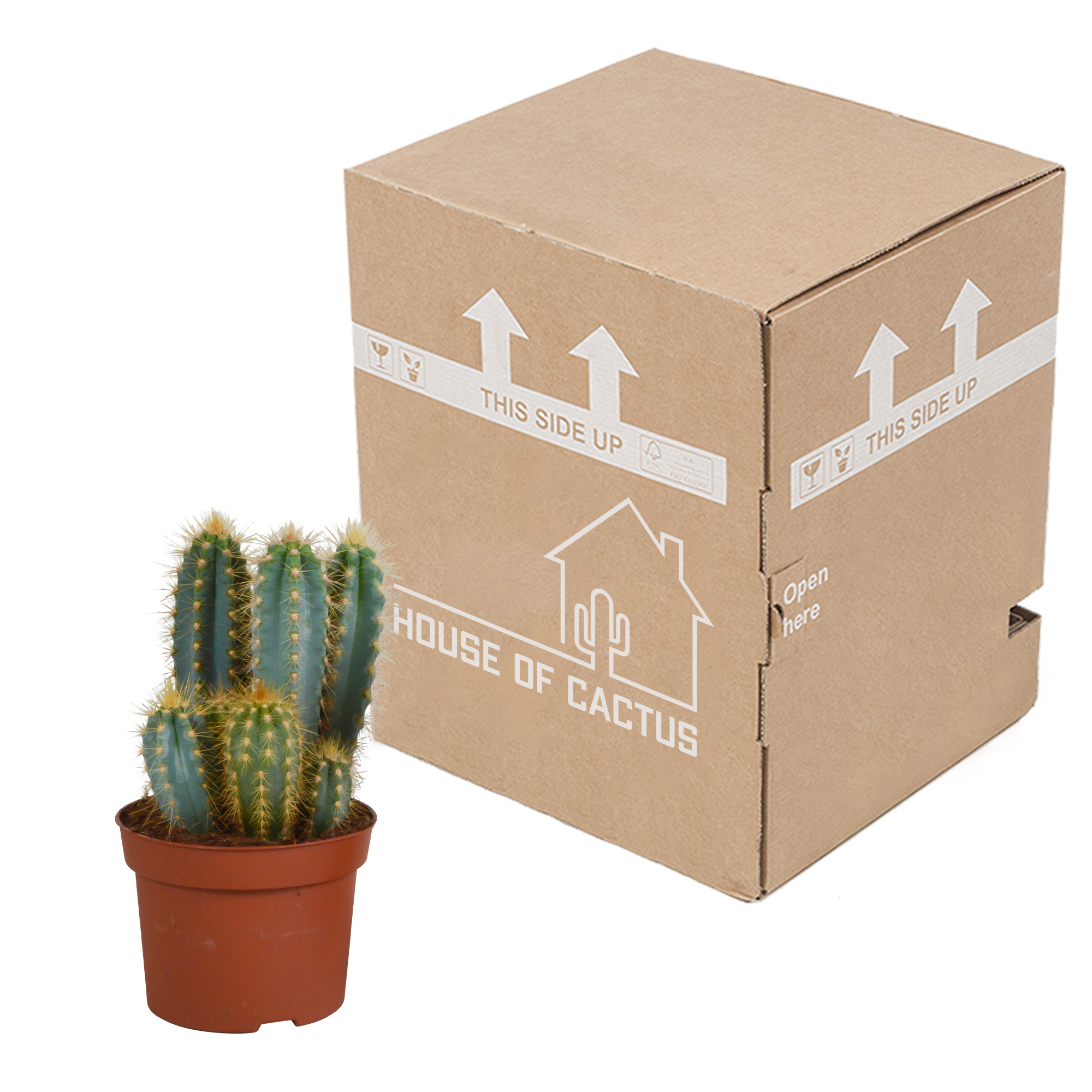 Pilosocereus azureus – Blauer Säulenkaktus – 12cm Topf – Exotische Zimmerpflanze