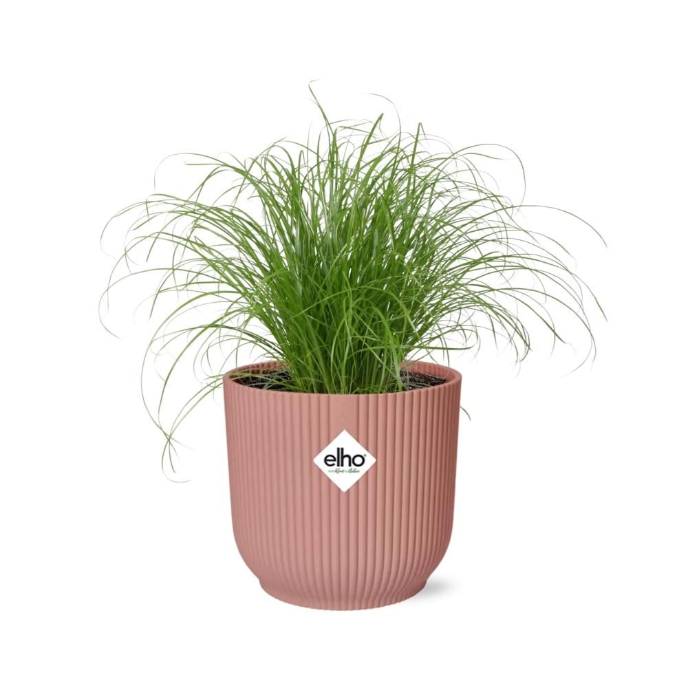 Cyperus alternifolius Schirmschilf Zimmerpflanze in Rosa Dekopot