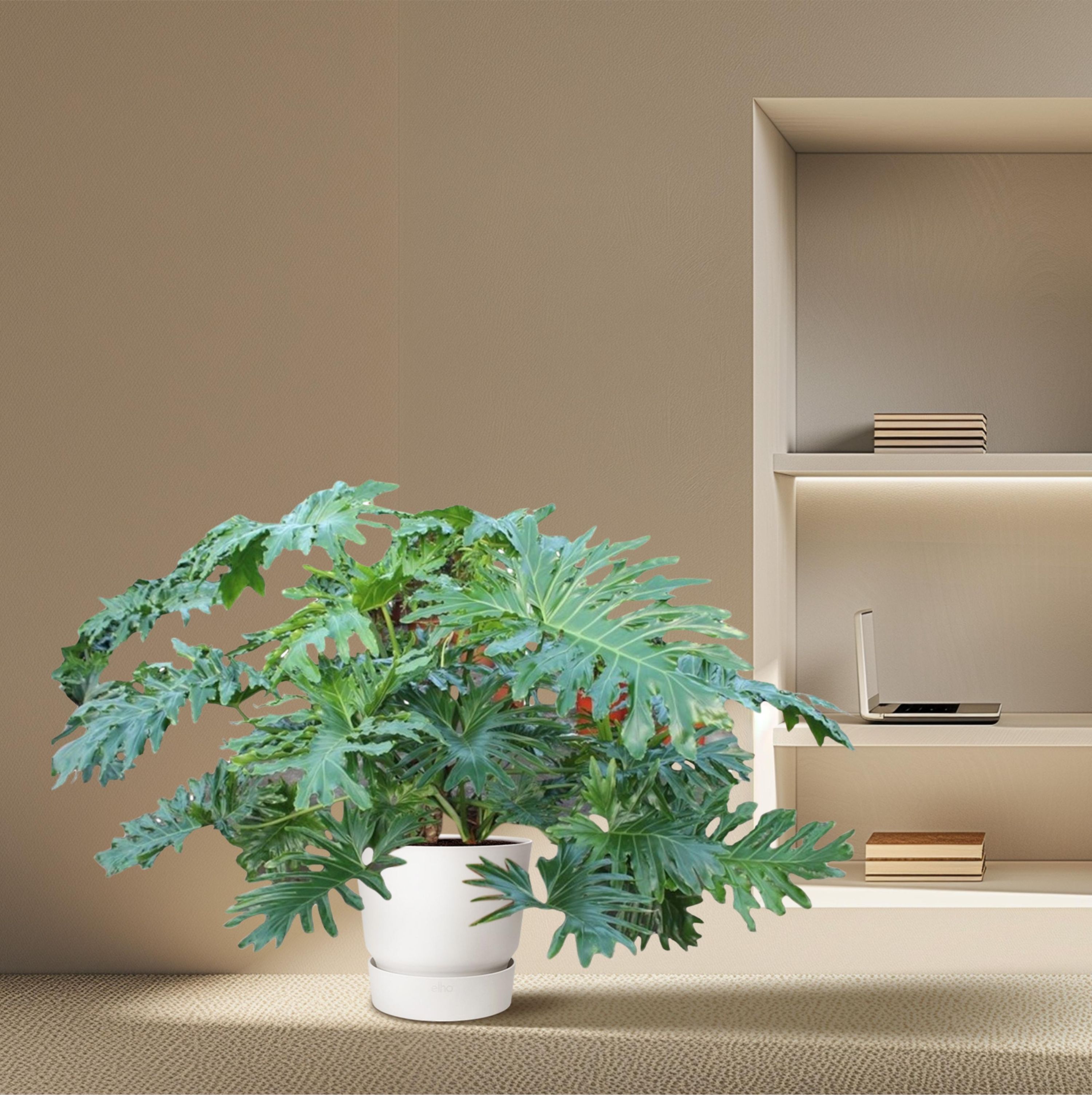 Philodendron Bipinnatifidum Cum Laude Zimmerpflanze