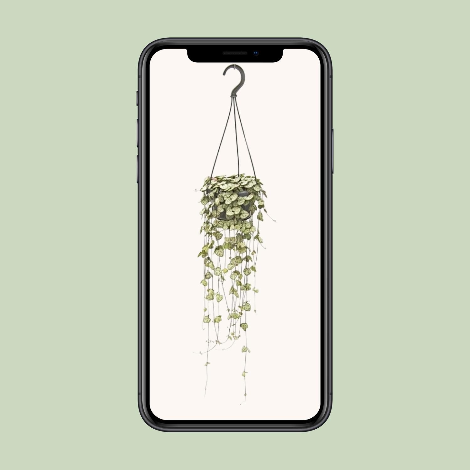 Ceropegia Woodii Hängend Zimmerpflanze