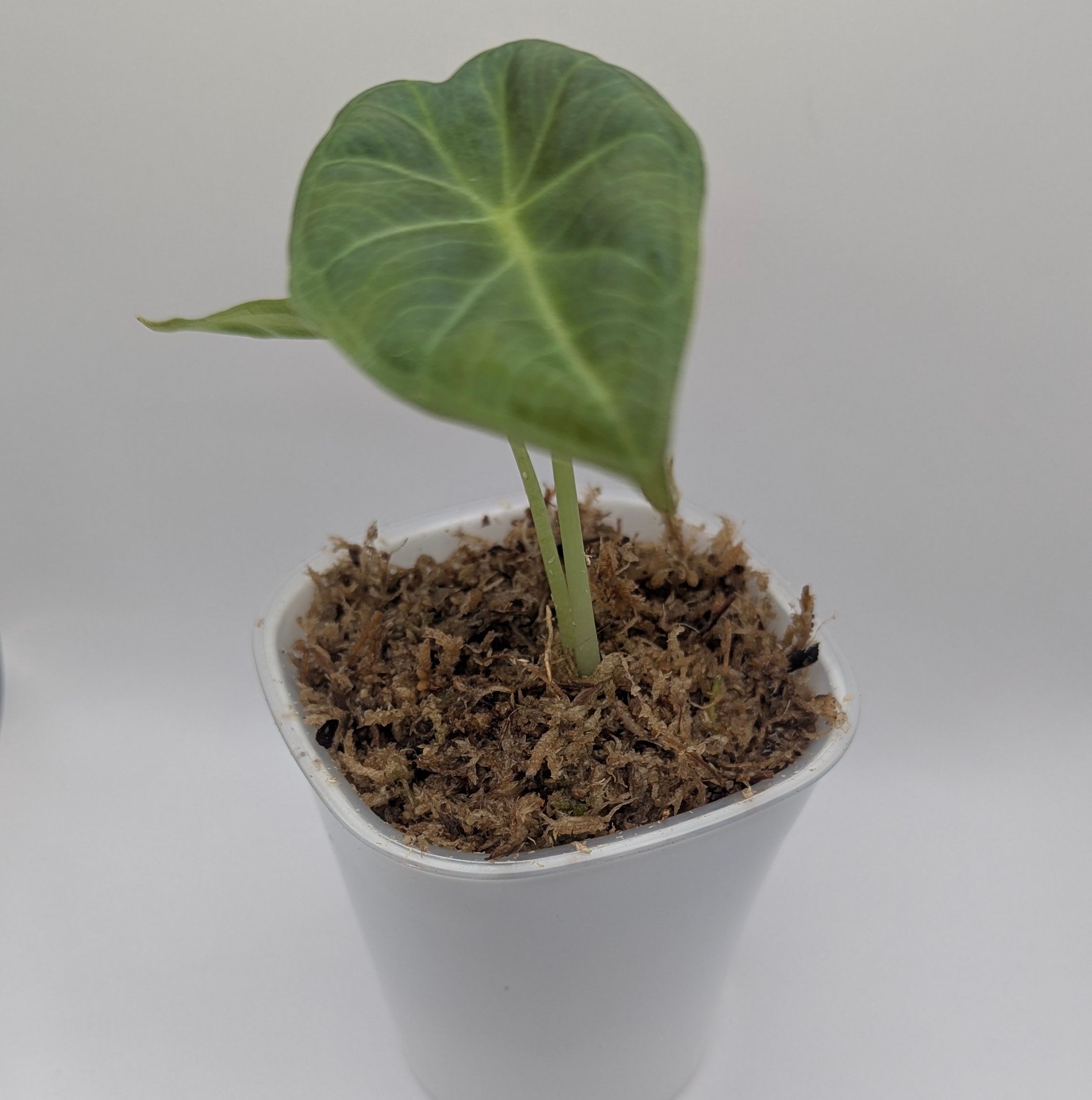 Alocasia Odora Regal Shields