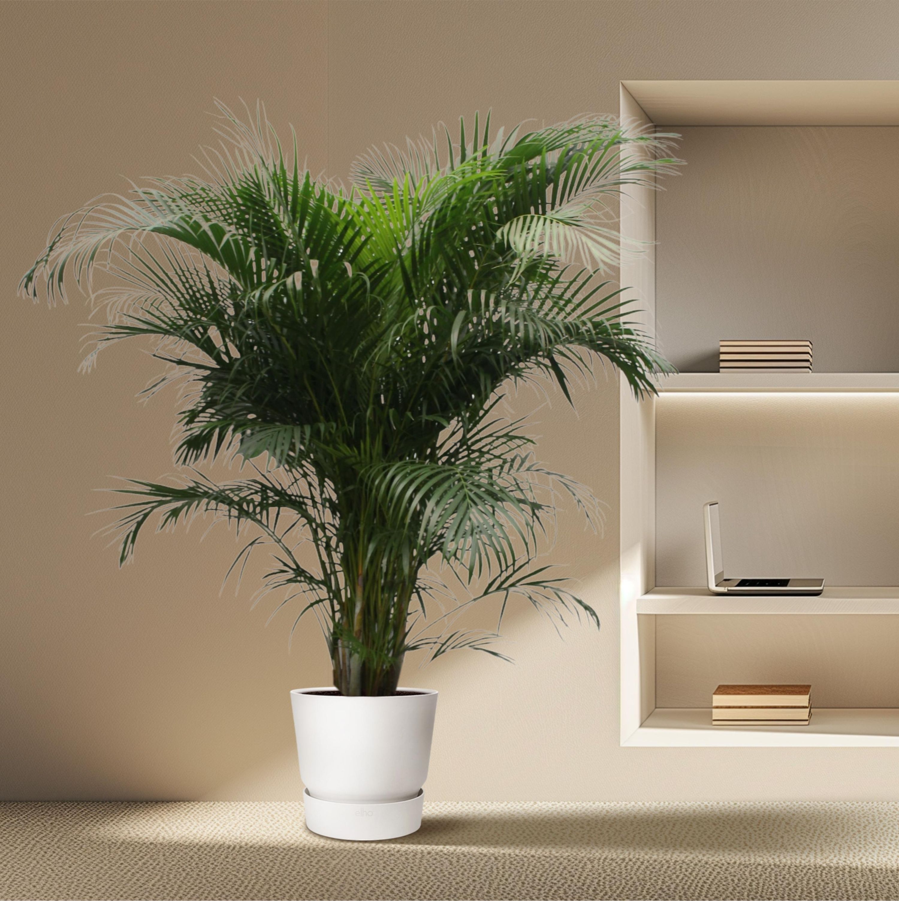 Dypsis Lutescens Areca-Palme