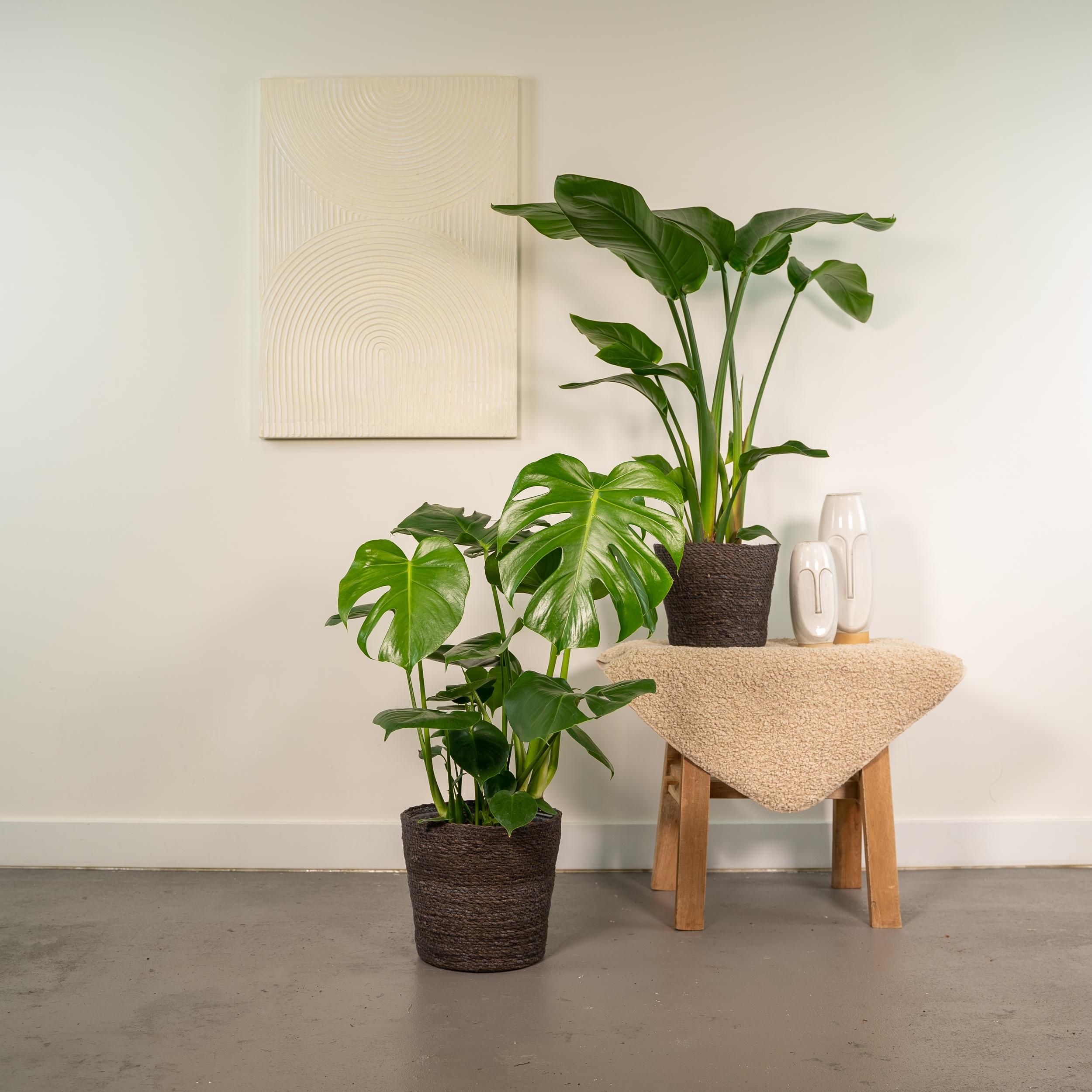 Tropisches Pflanzen-Set mit Strelitzia Nicolai und Monstera Deliciosa