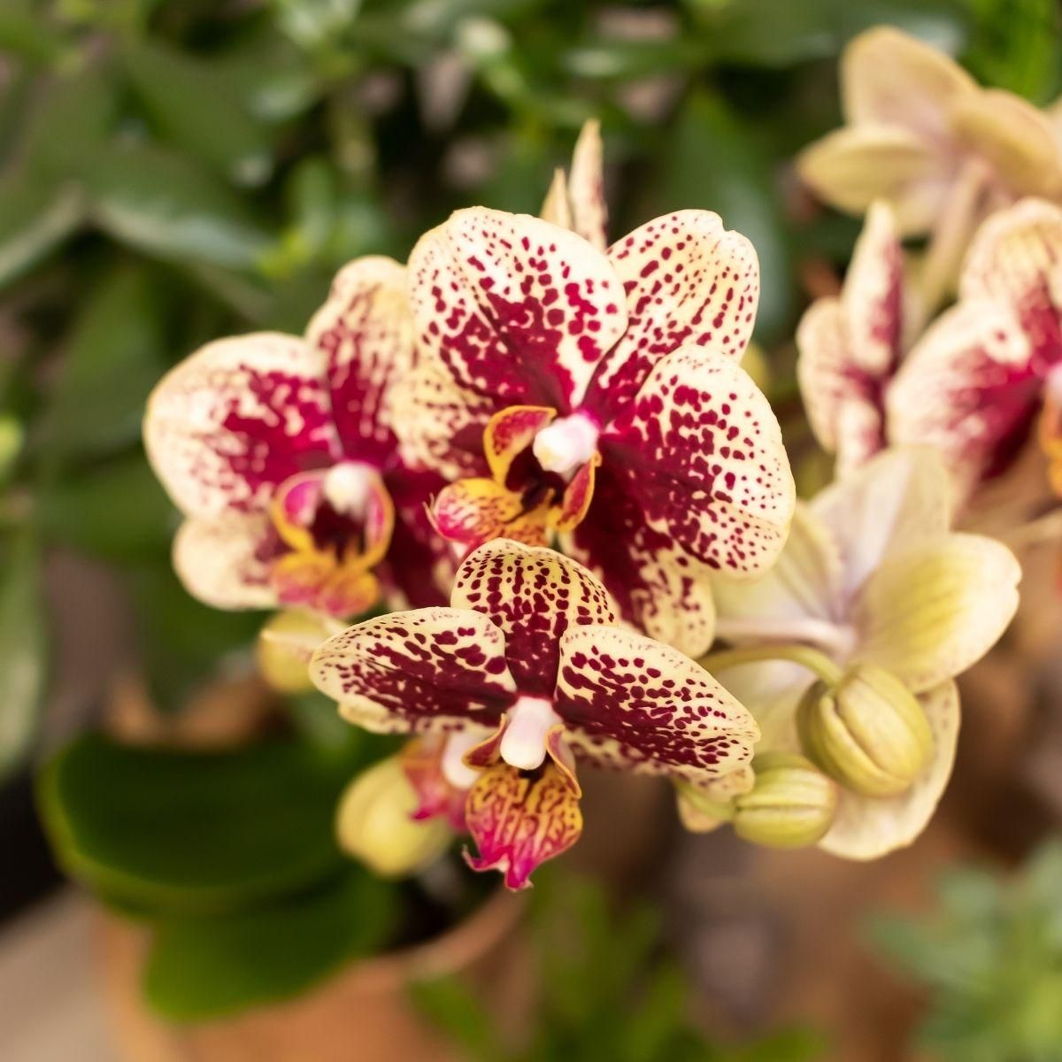 Phalaenopsis Orchidee Kolibri in Cognac Ziertopf