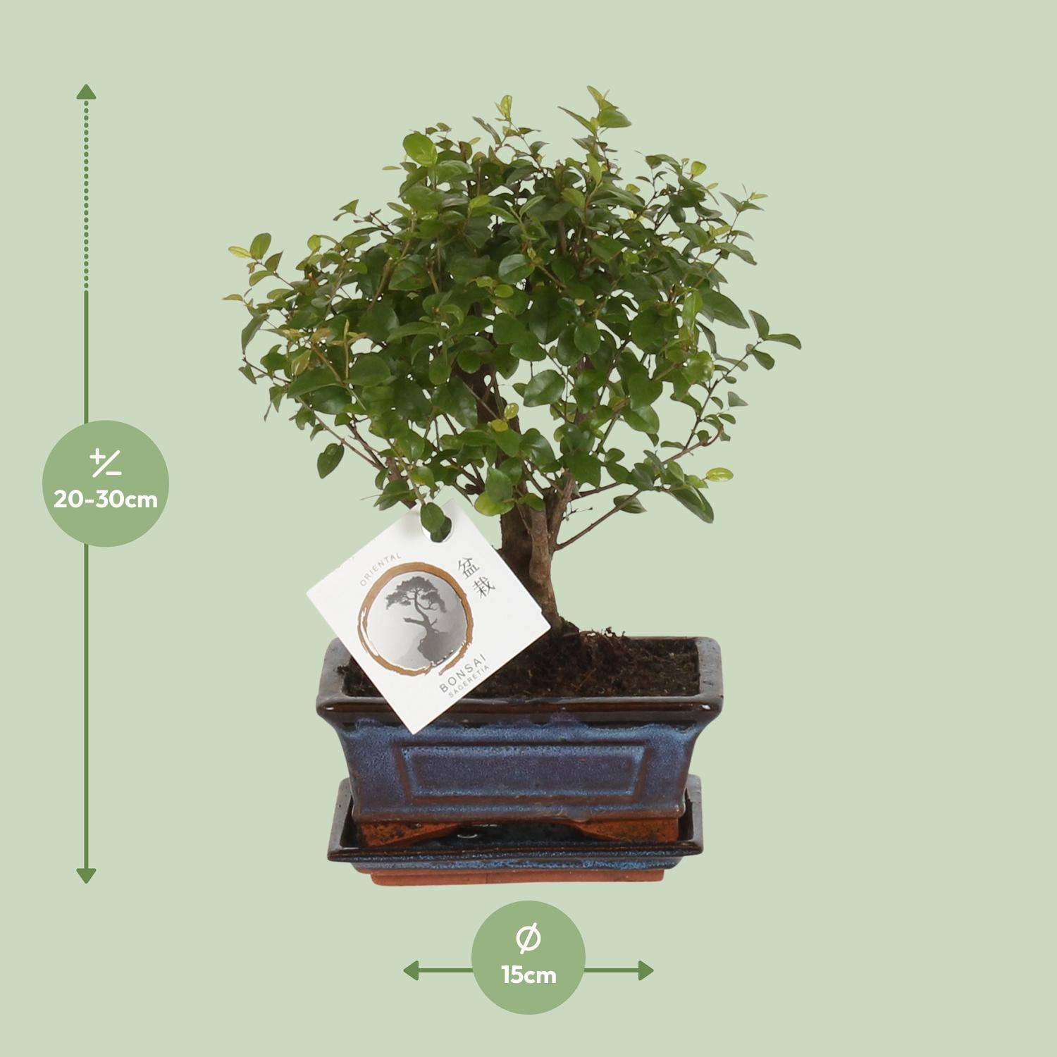 Bonsai Sageretia Kugelform