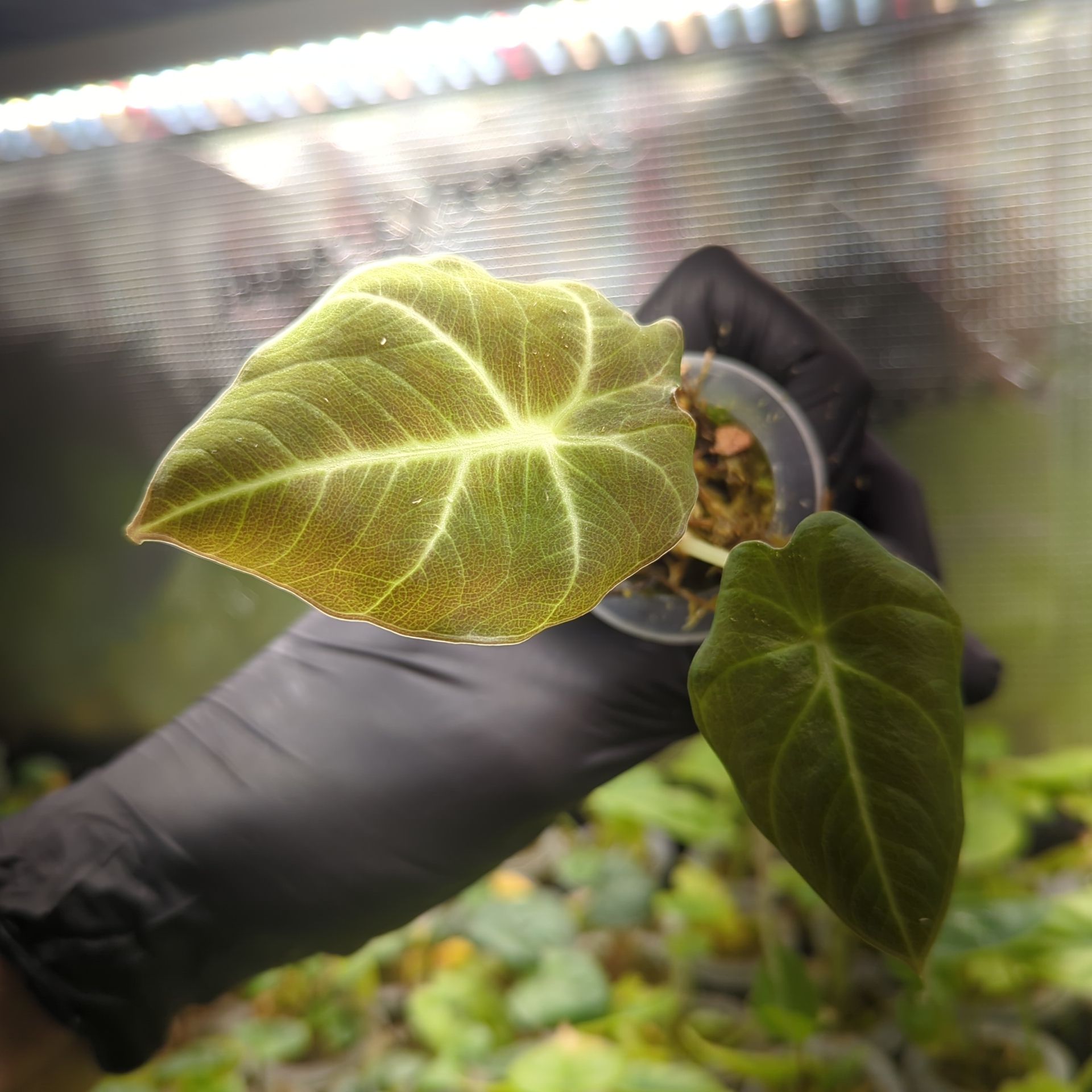 Baby Alocasia reginula Black Velvet + selbstbewässernder Übertopf