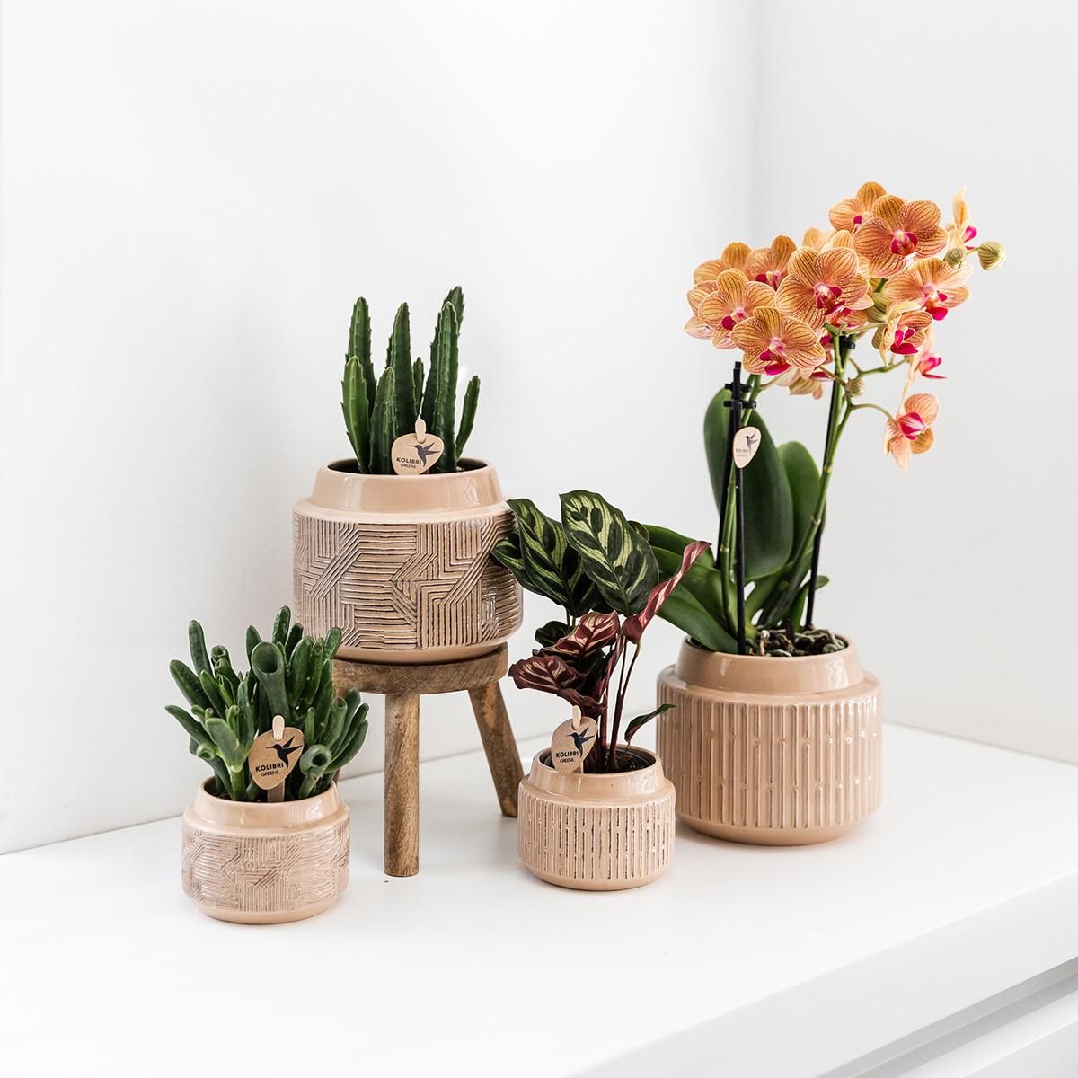 Calathea Makoyana grüne Zimmerpflanze