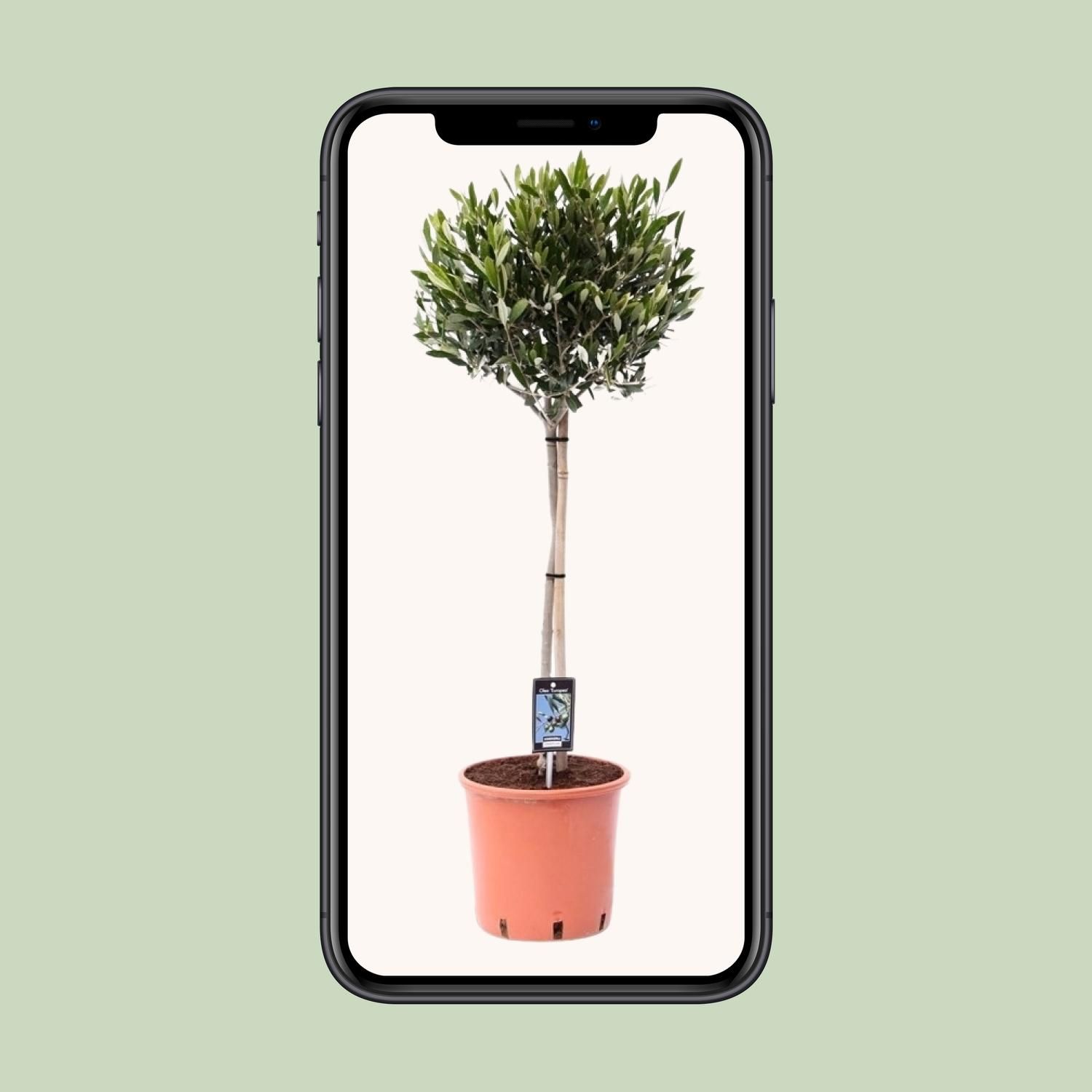 Gewöhnliche Olive Olea - Mediterraner Olivenbaum für Garten und Terrasse