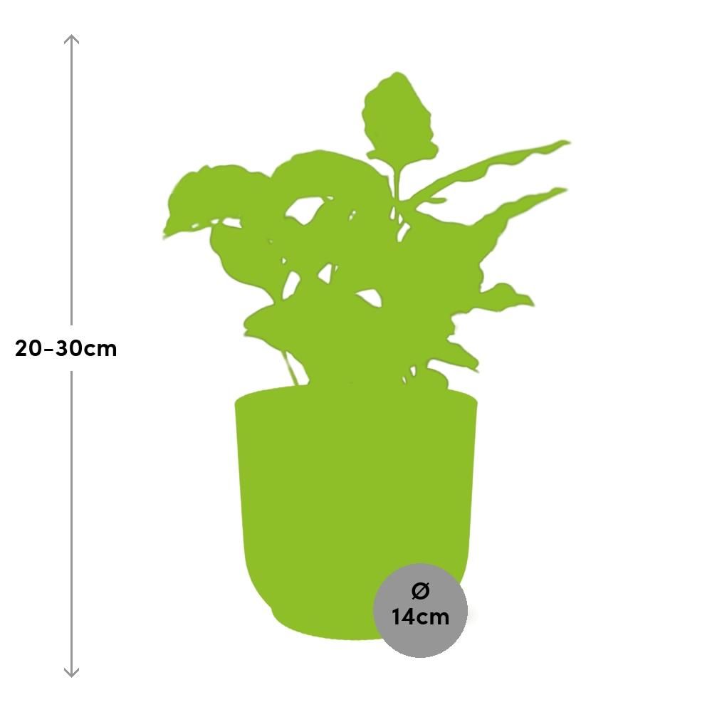 Coffea Arabica Zimmerpflanze im ELHO Vibes Fold Übertopf