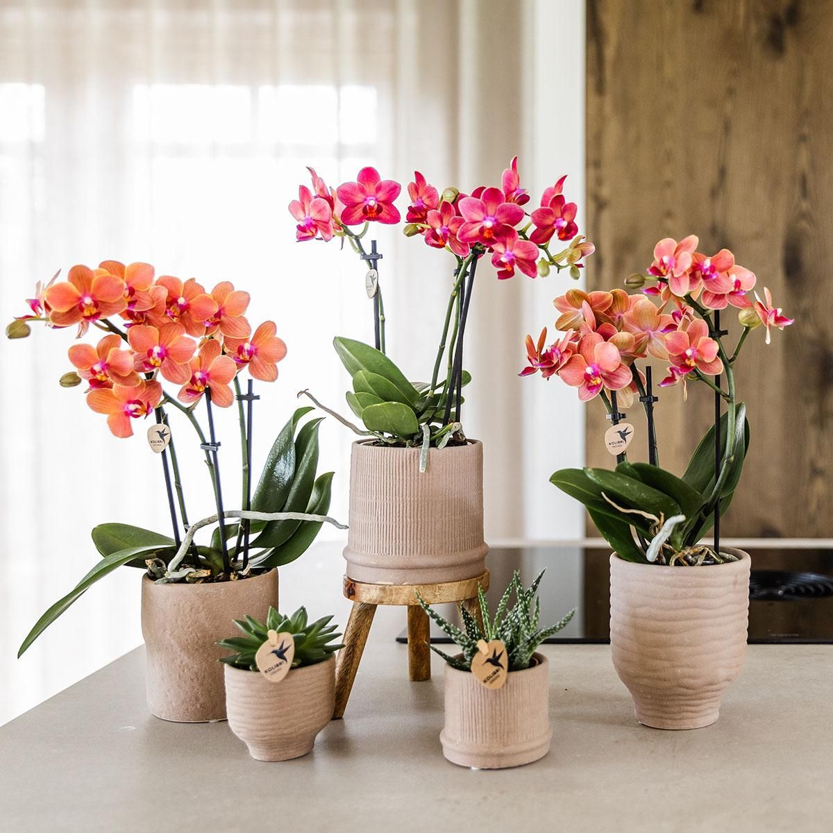 Phalaenopsis Orchideen Set Bolzano Orange