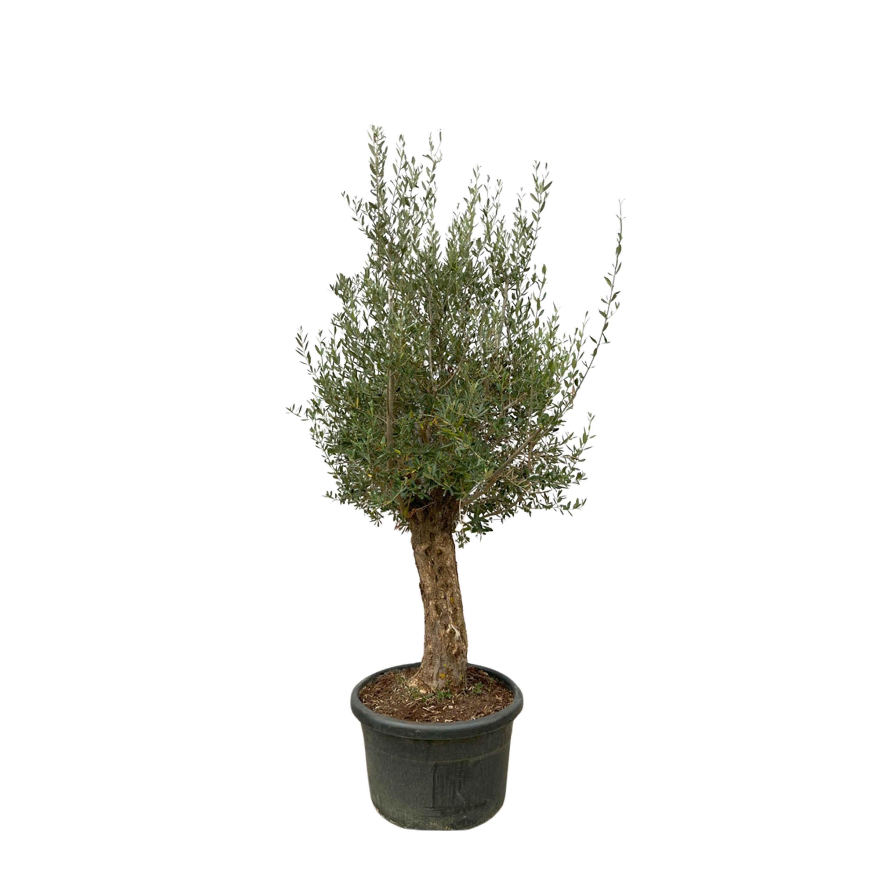 Olea Europaea Bonsai Olivenbaum
