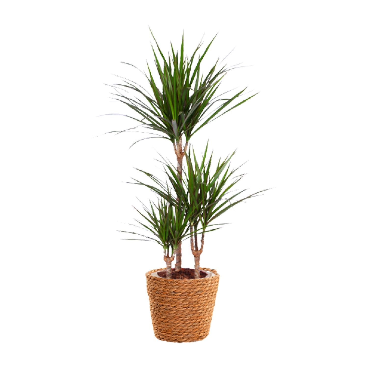 Dracaena Marginata Drachenbaum - Exotische Zimmerpflanze