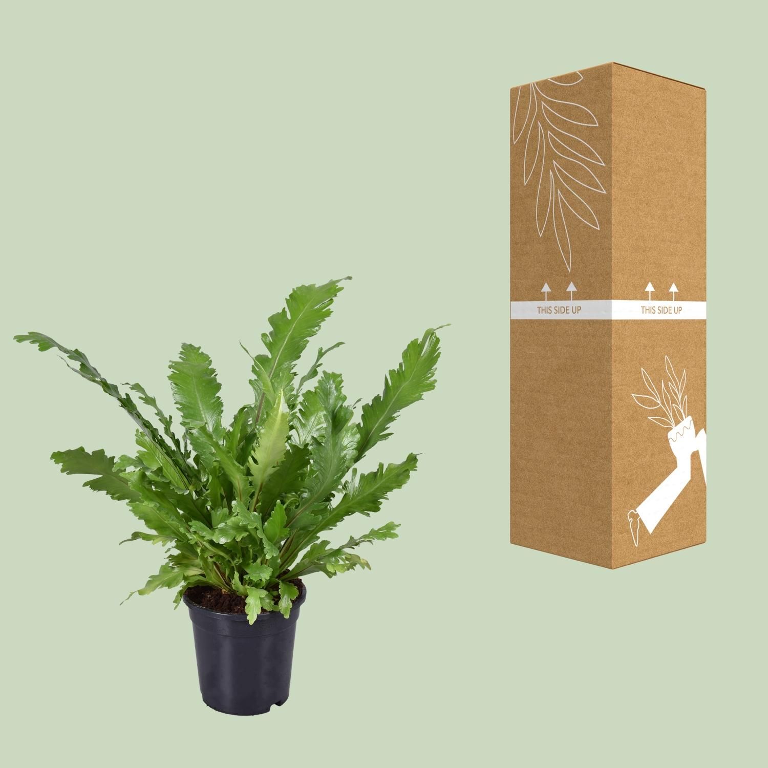 Asplenium Nidus Fensterblatt Farn Zimmerpflanze