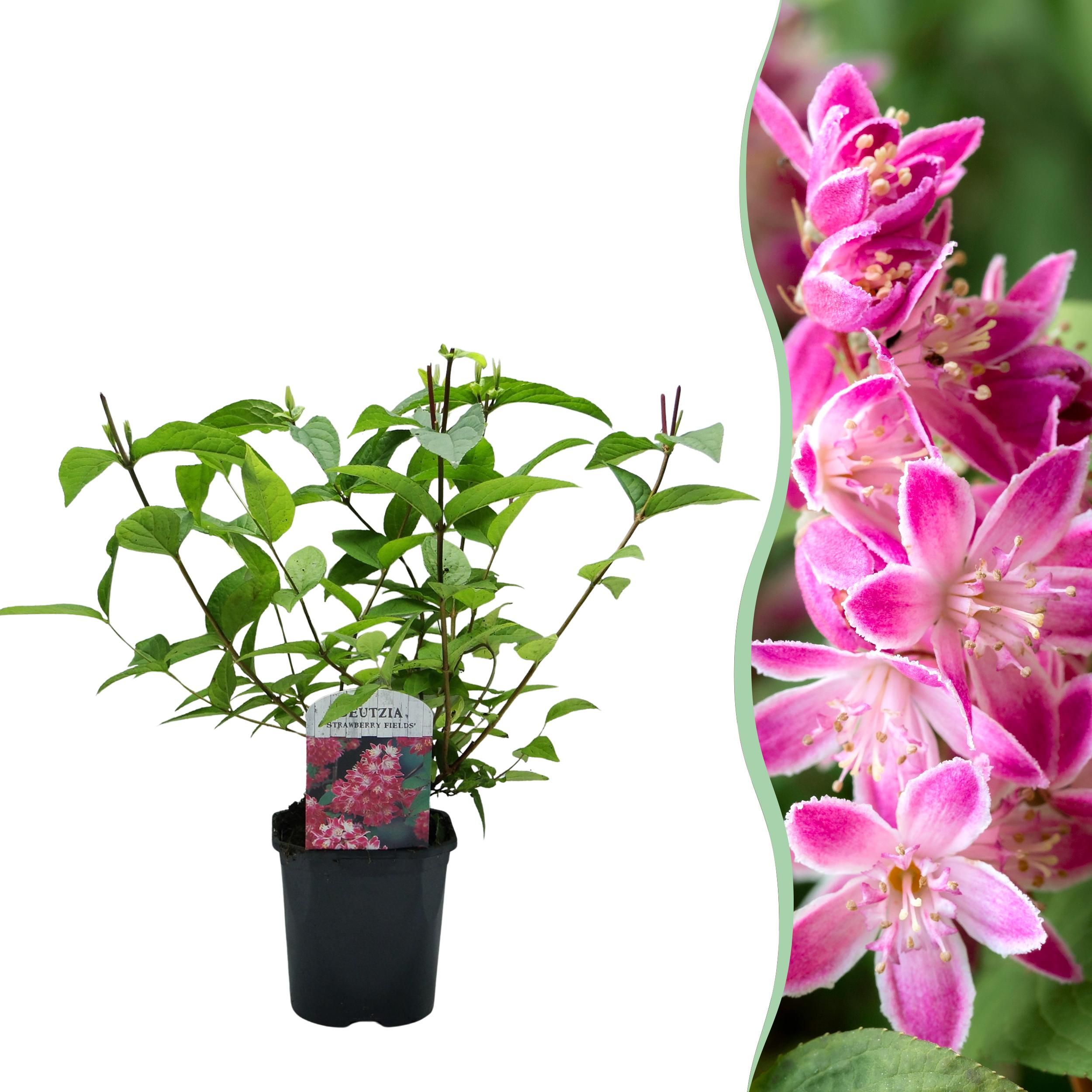 Deutzia hybrida Strawberry Fields | Rosa Blüten | Wenig Pflege | 1 Pflanze
