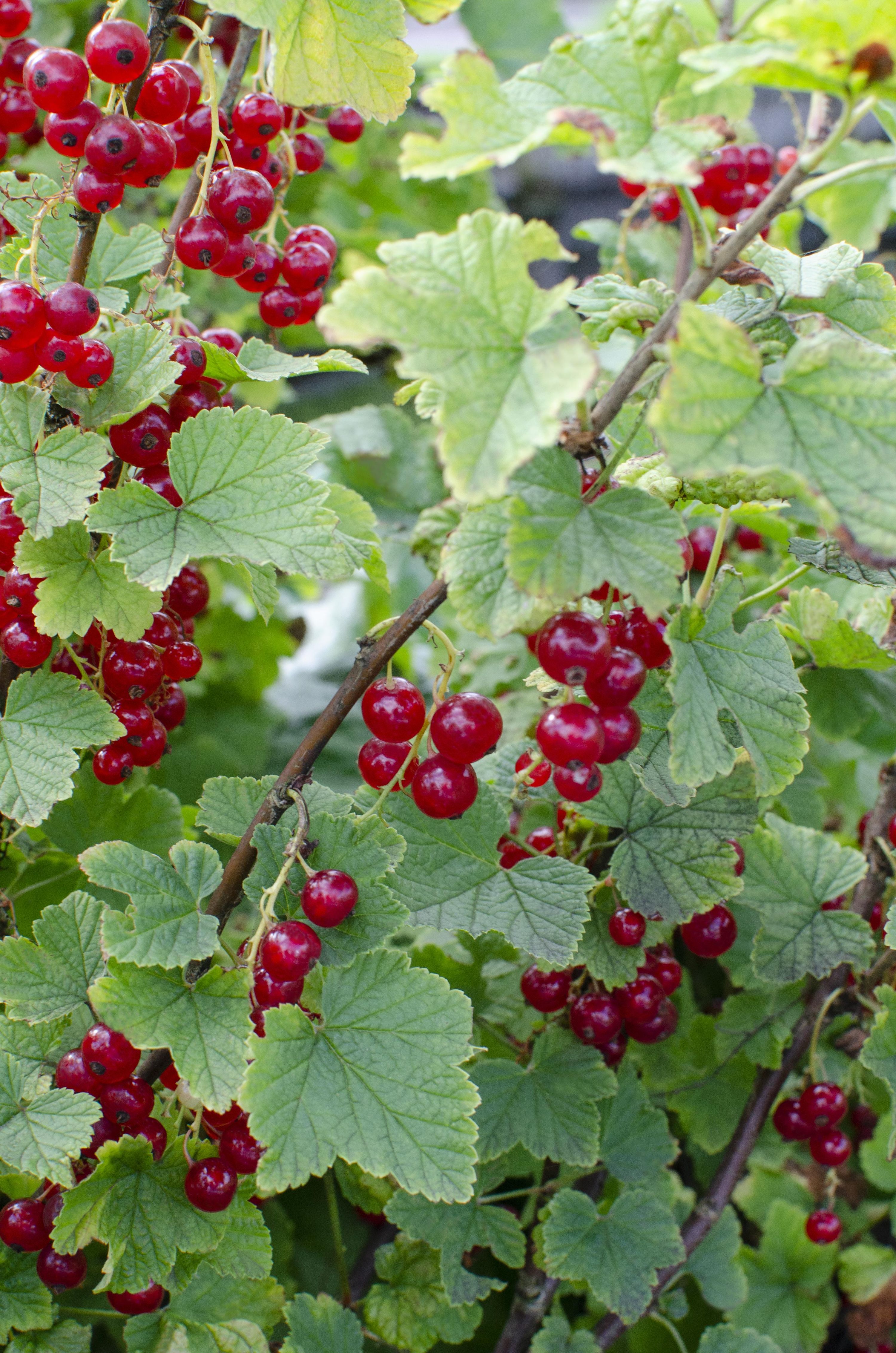 Rote Johannisbeere Jonkheer van Tets