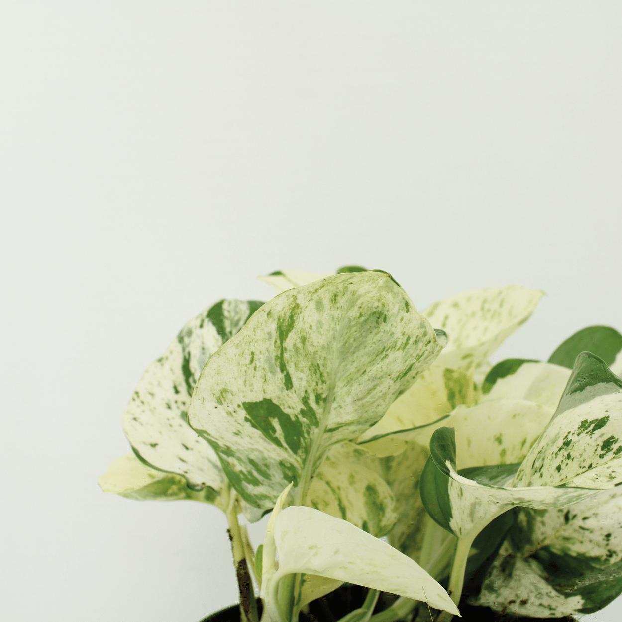 Epipremnum Happy Leaf Zimmerpflanze