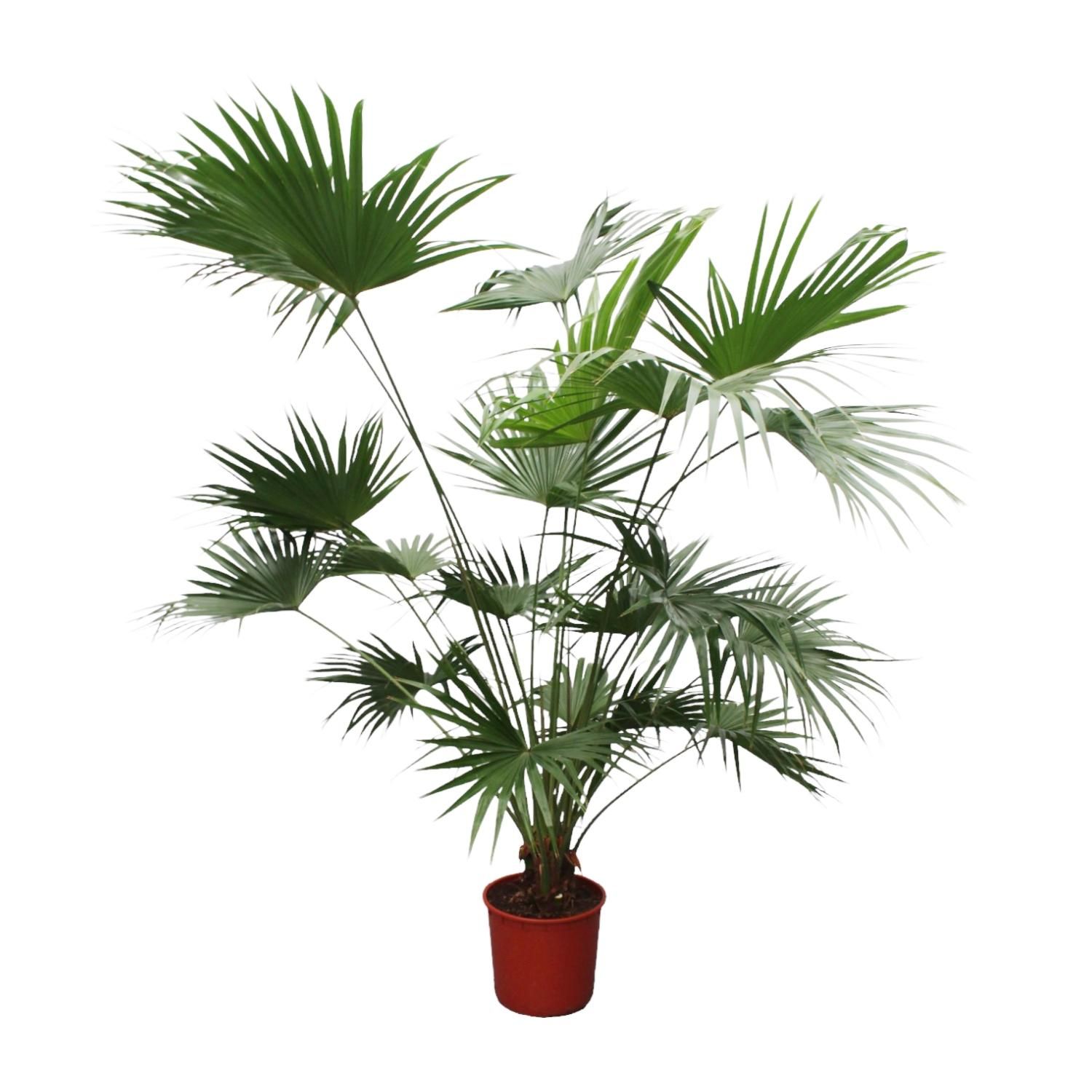 Chinesische Fächerpalme Livistona Chinensis