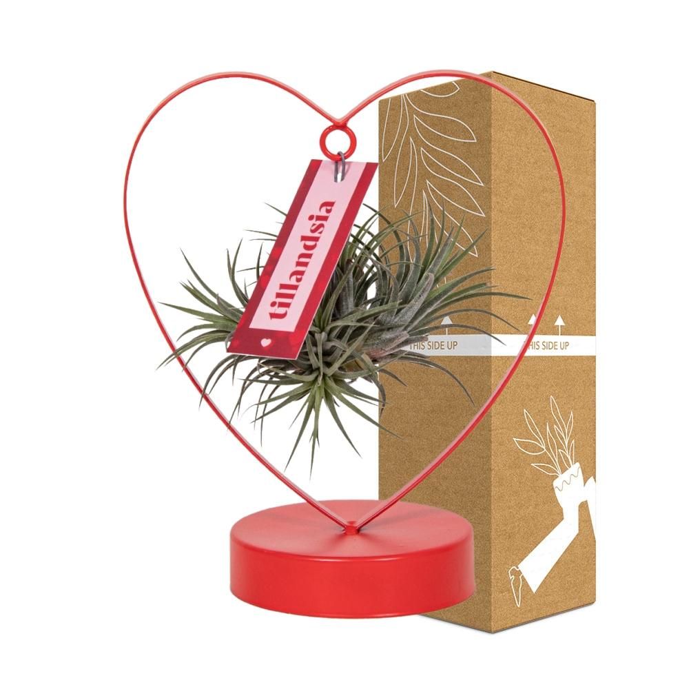 Tillandsia Ionantha Silver Luftpflanze