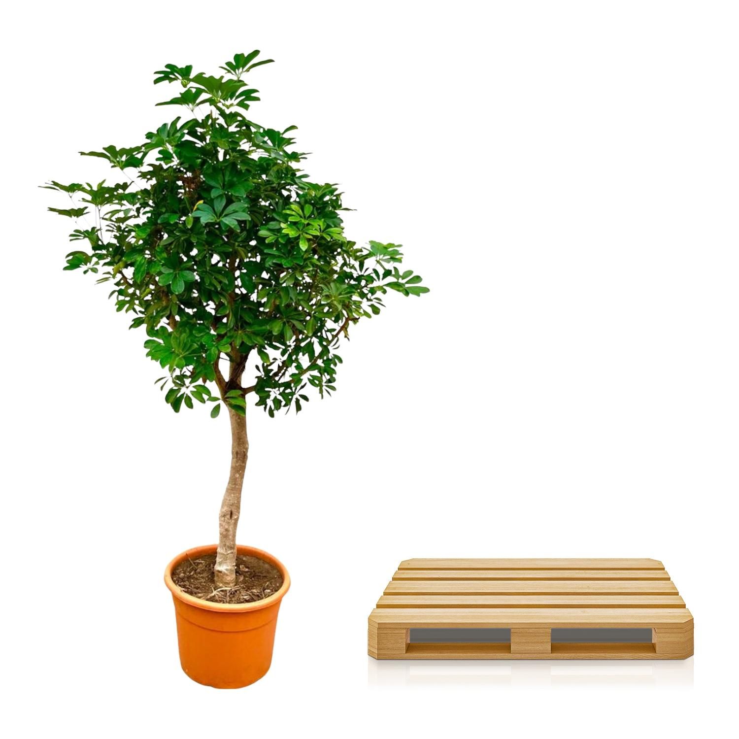 Schefflera Strahlenaralie auf Stamm Indoorpflanze