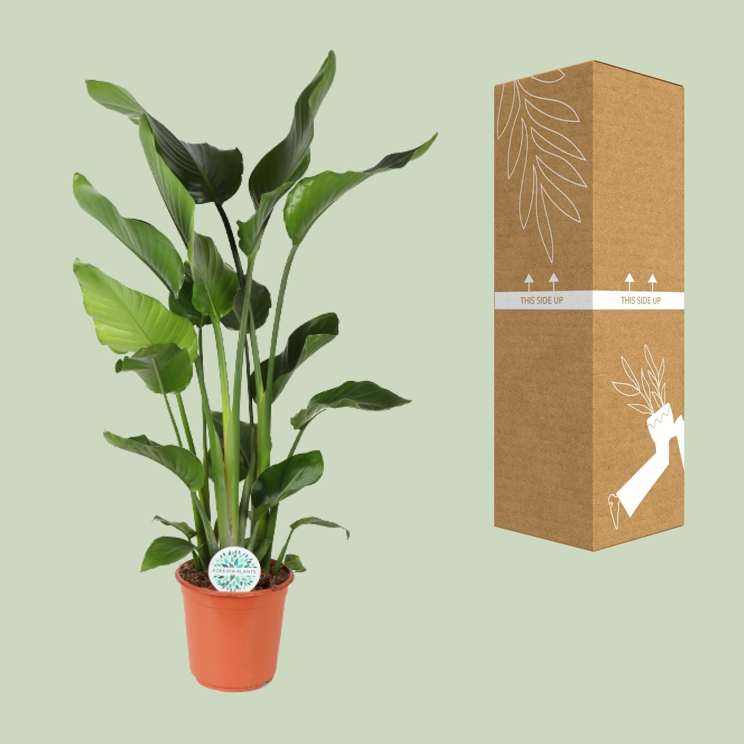 Paradiesvogelblume Strelitzia Nicolai Zimmerpflanze