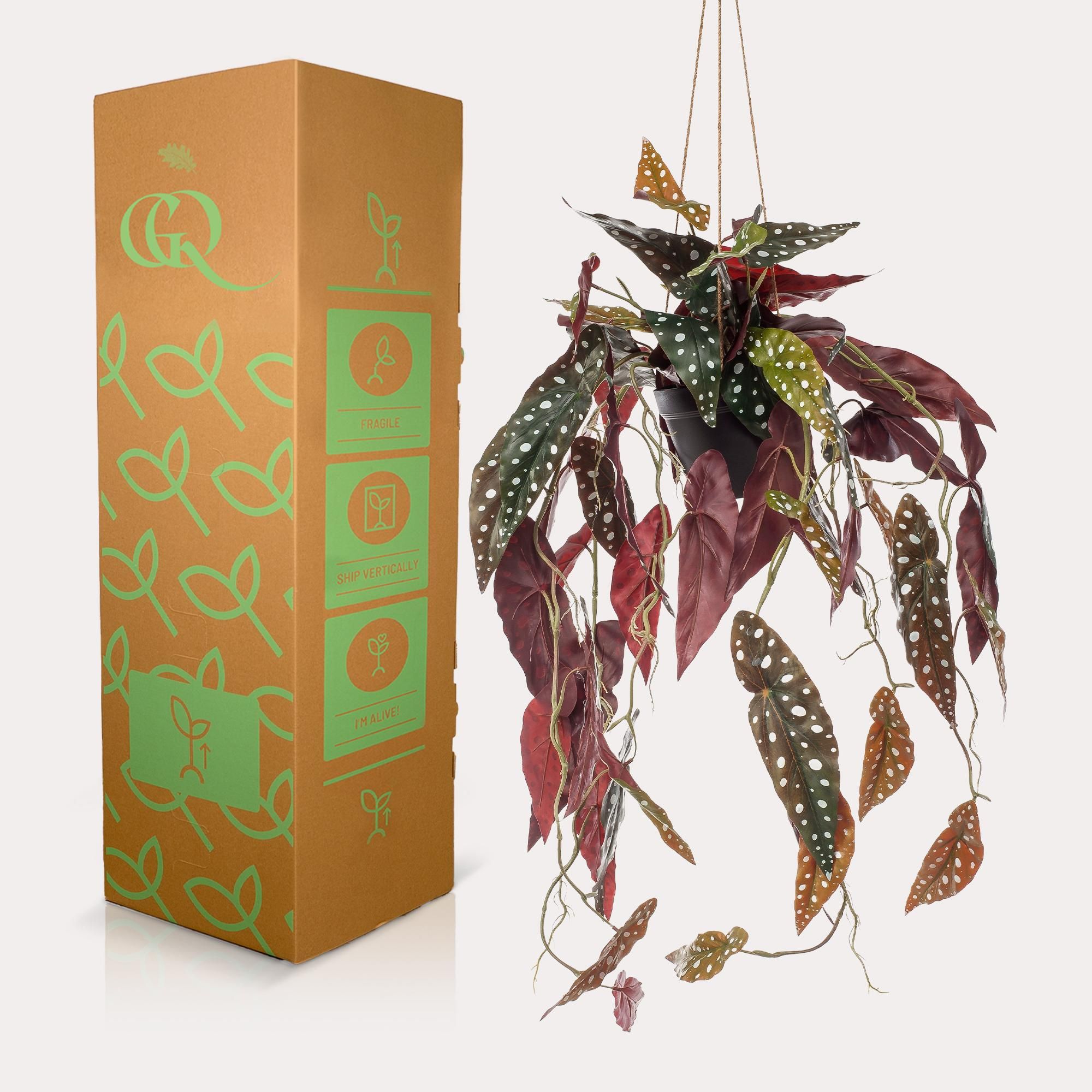 Kunstpflanze Begonia Maculata Forellenbegonie