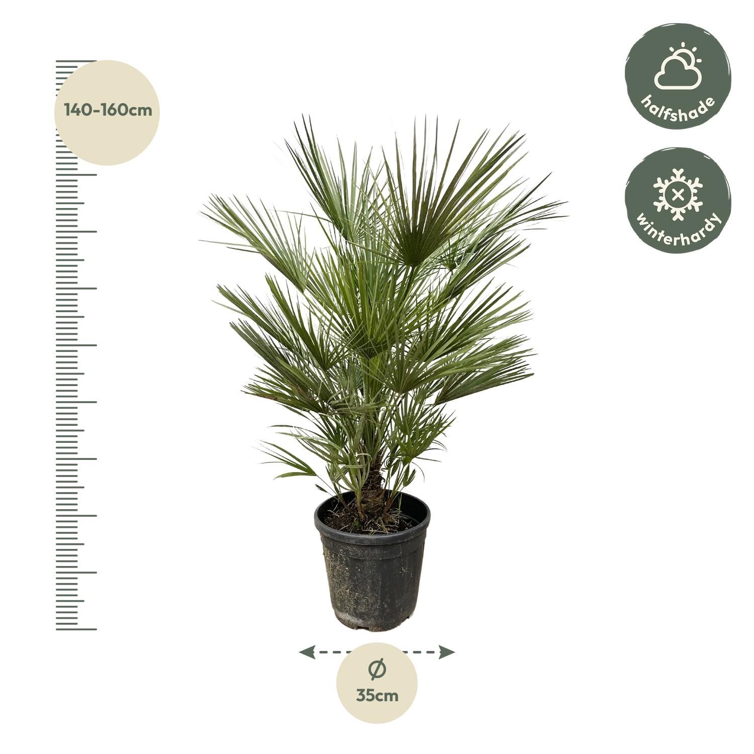 Europäische Zwergpalme Chamaerops Humilis