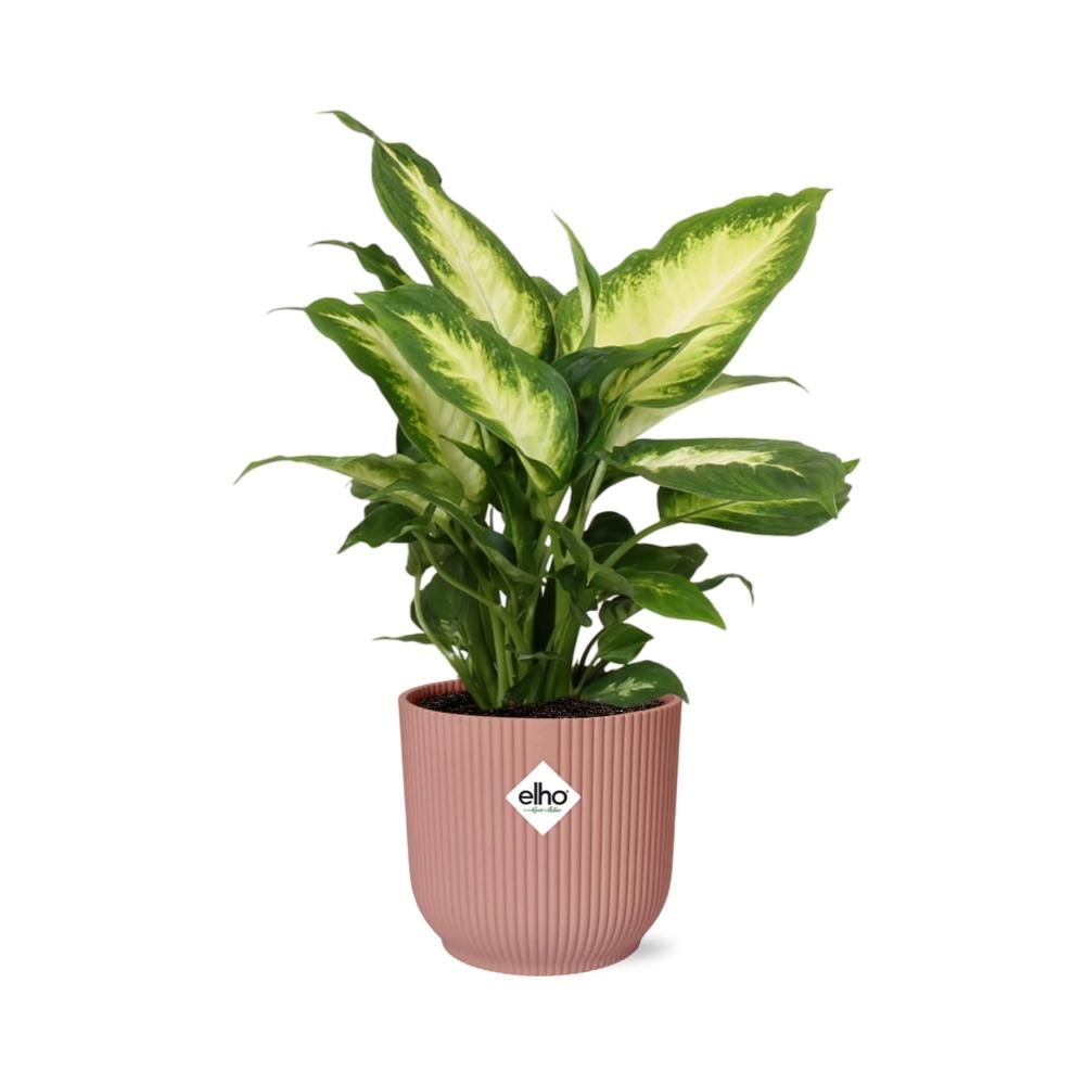 Dieffenbachia Camilla Zimmerpflanze im ELHO Vibes Fold Topf