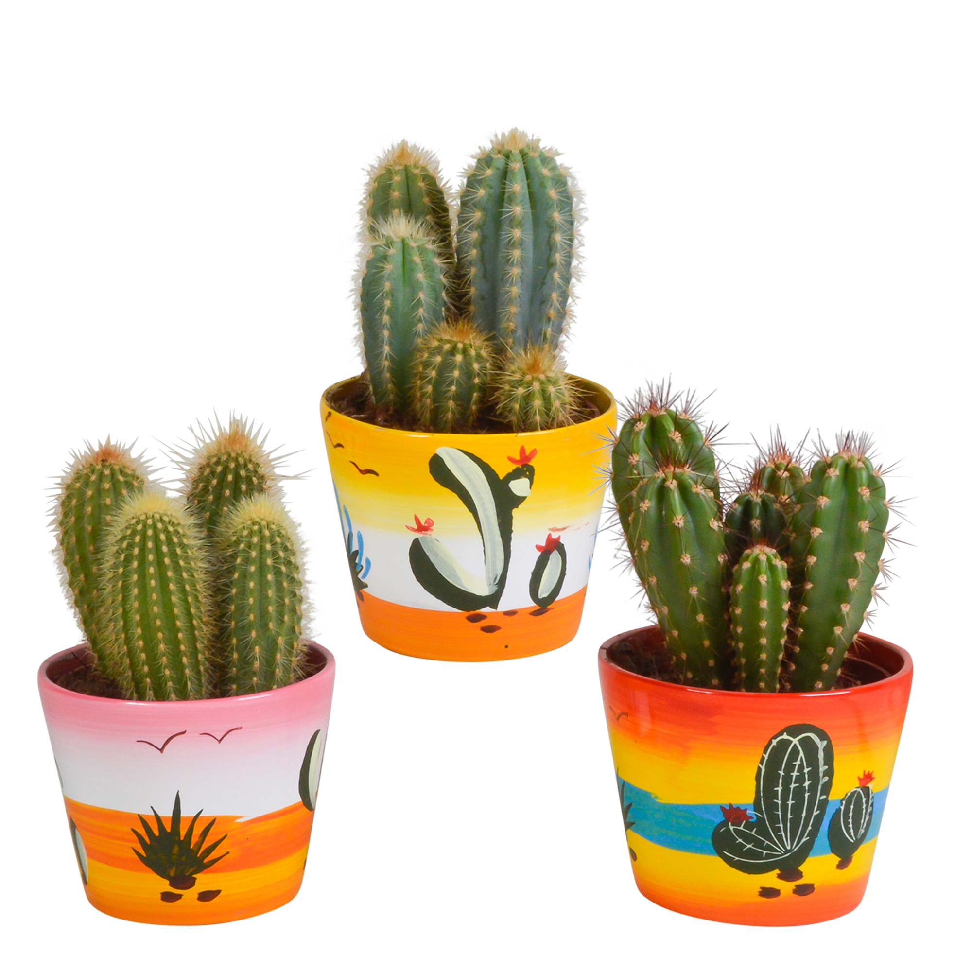 Cereus Säulenkaktus Mix in handbemalter Mexikanischer Vase