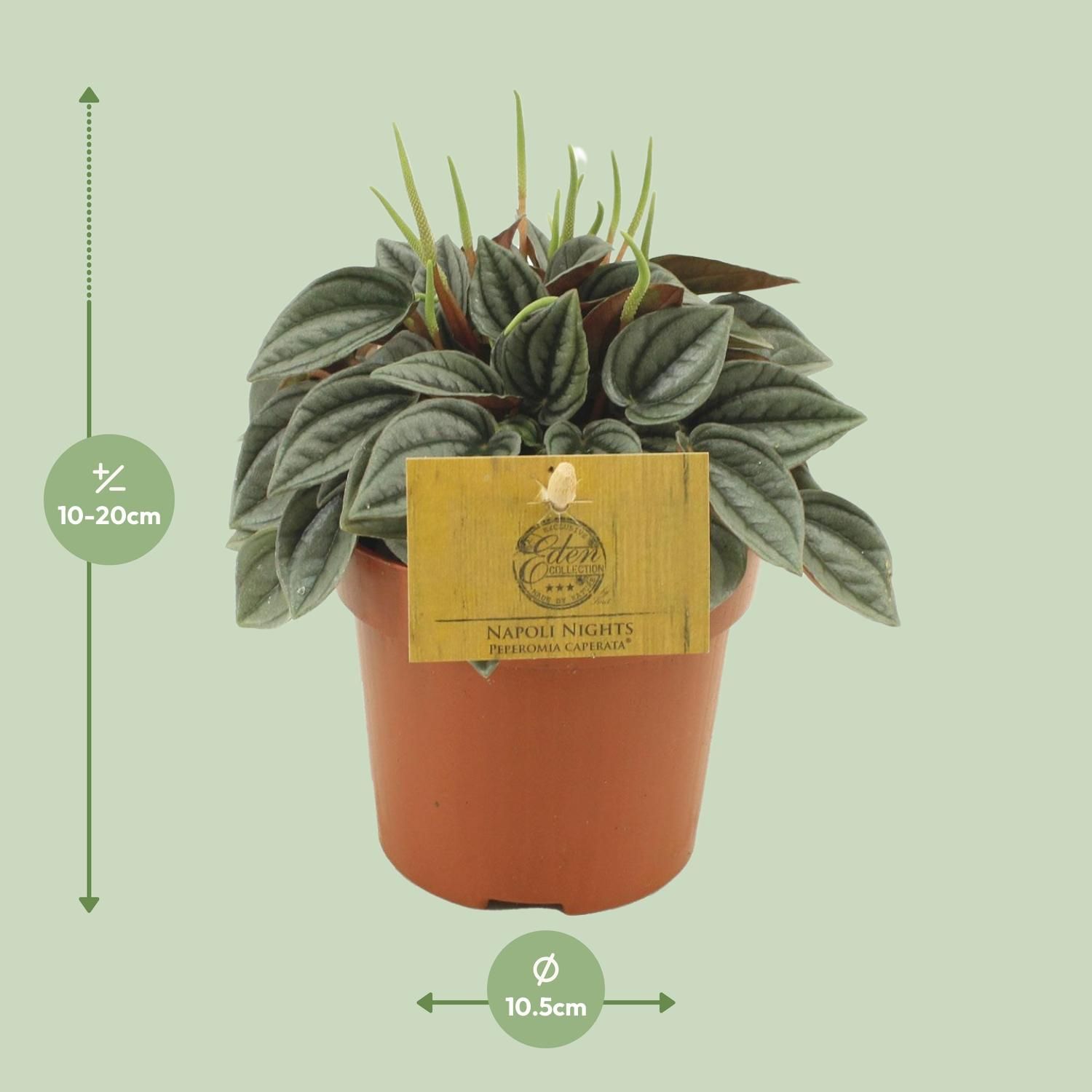 Peperomia Napoli Nights – Ø10,5cm – ↕15cm