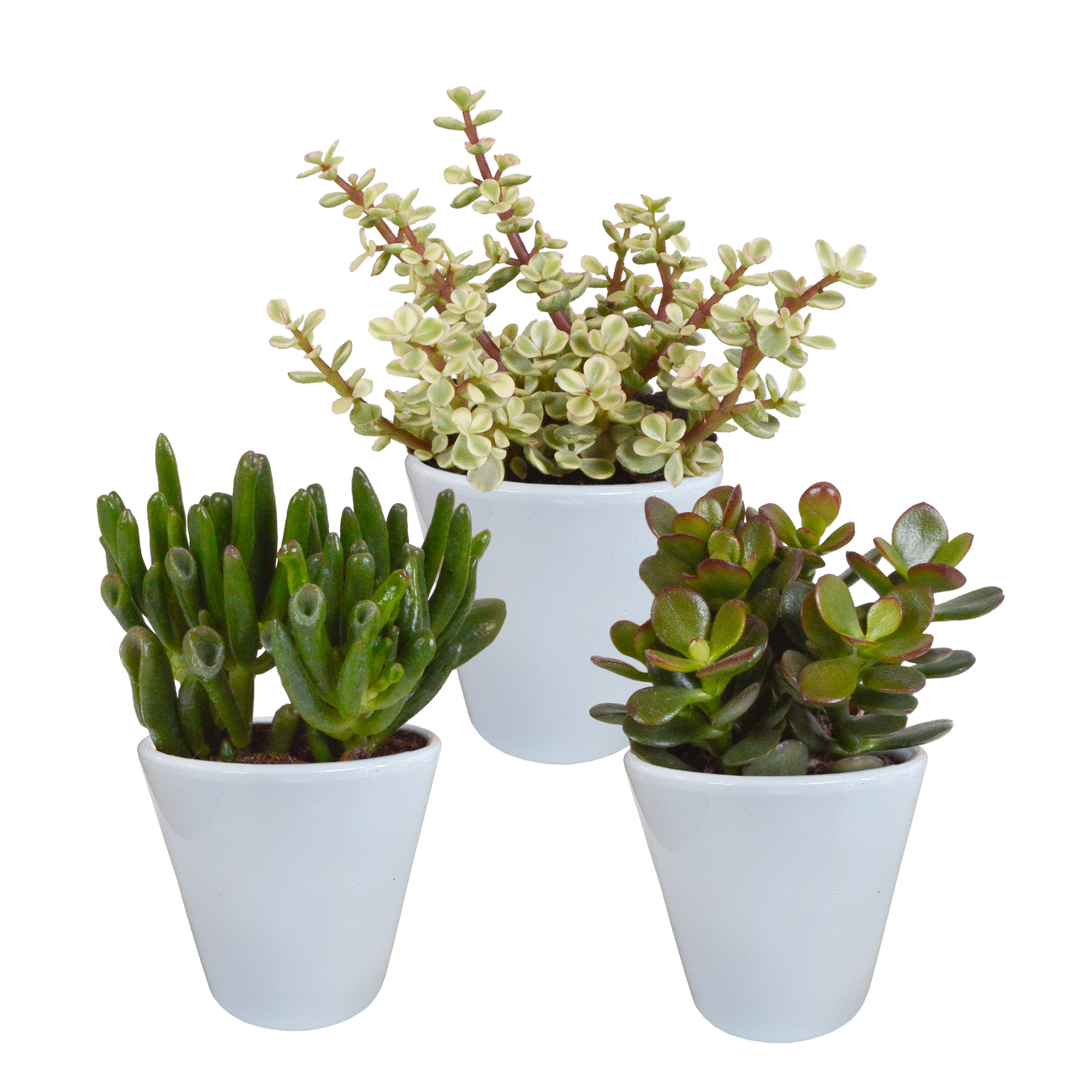 Crassula Mix in weißem Topf