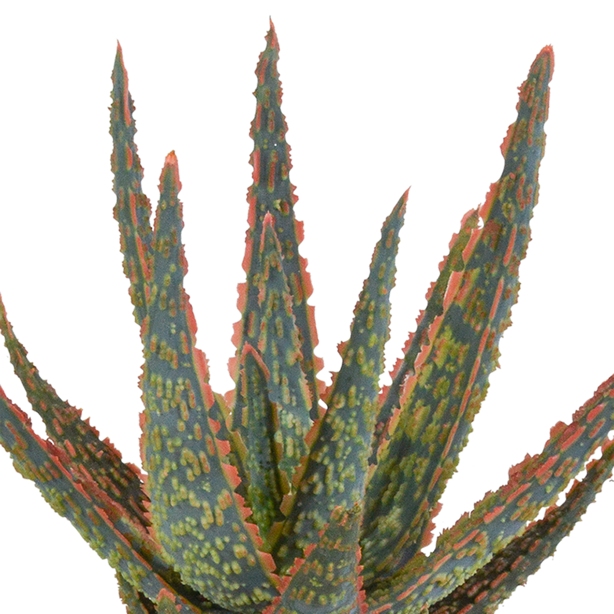 Aloe Zebrina Zimmerpflanze im weißen Topf