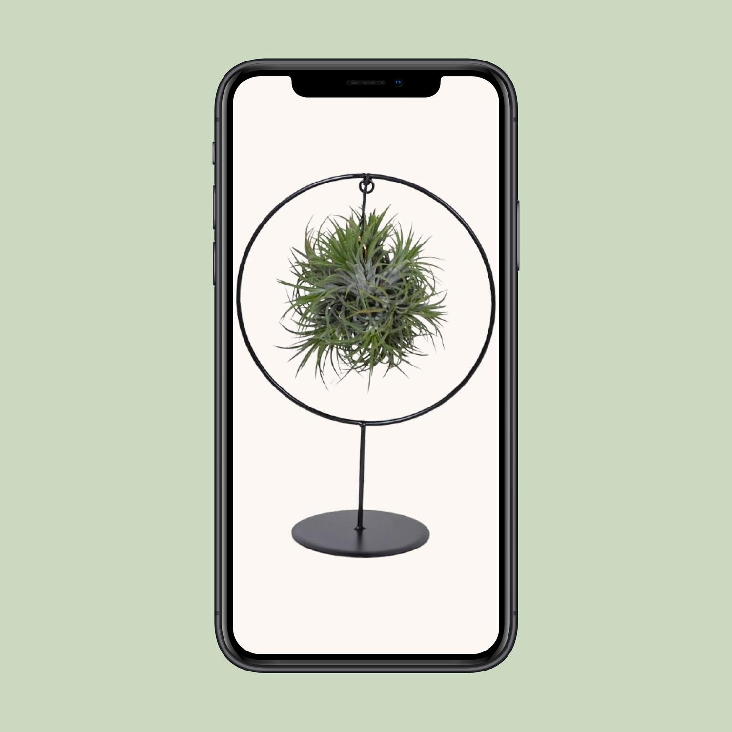 Tillandsia Ring Mix Luftpflanze