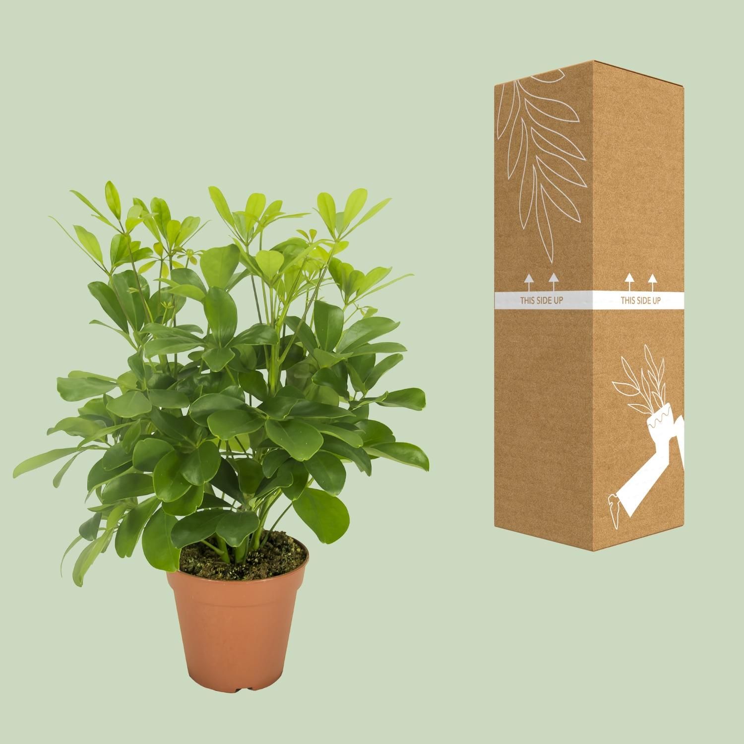 Schefflera Nora Zimmerpflanze mit Schirmblatt